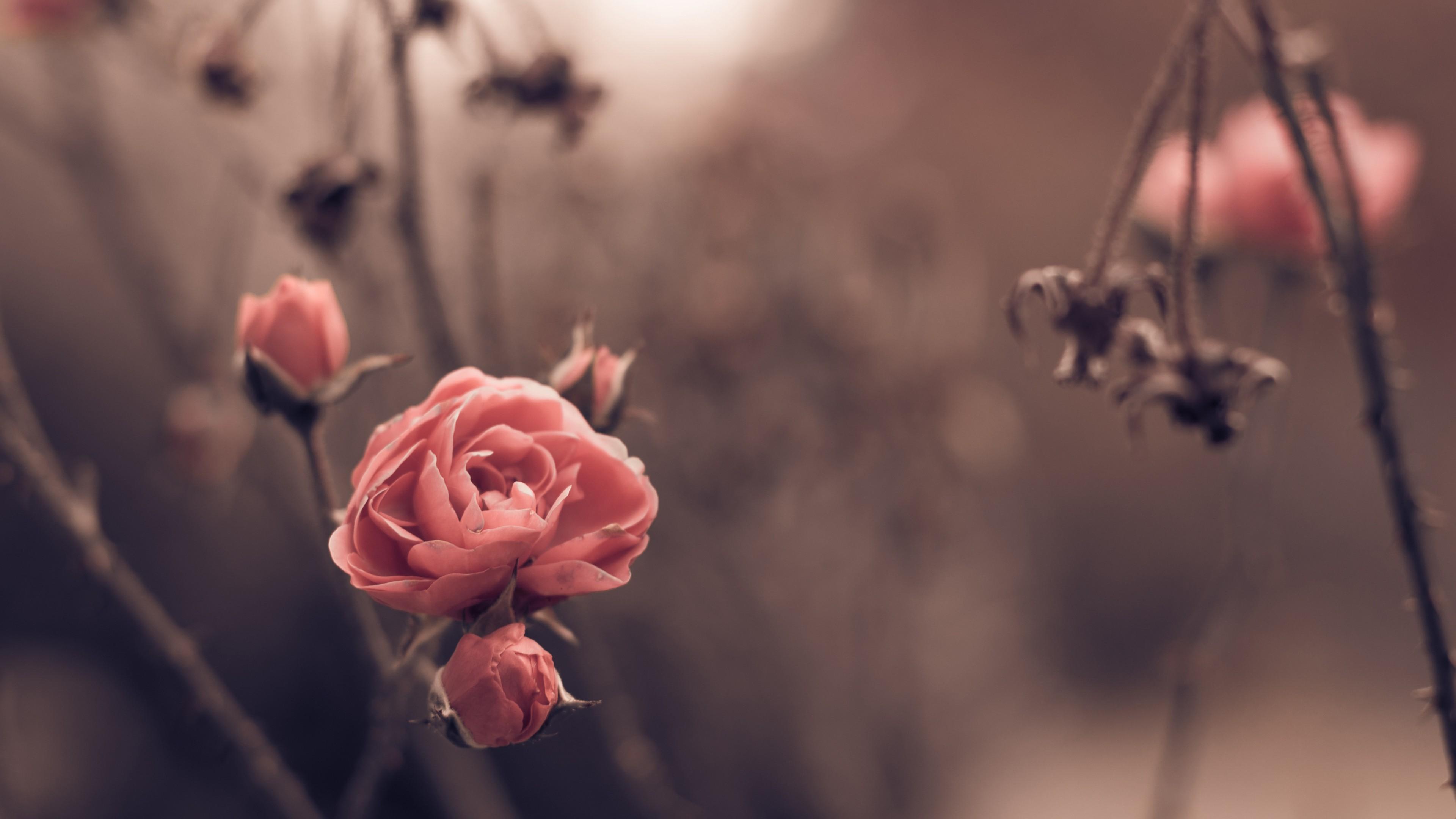 Wallpaper Rose, 5k, 4k wallpaper, 8k, spring, flowers, blur, OS