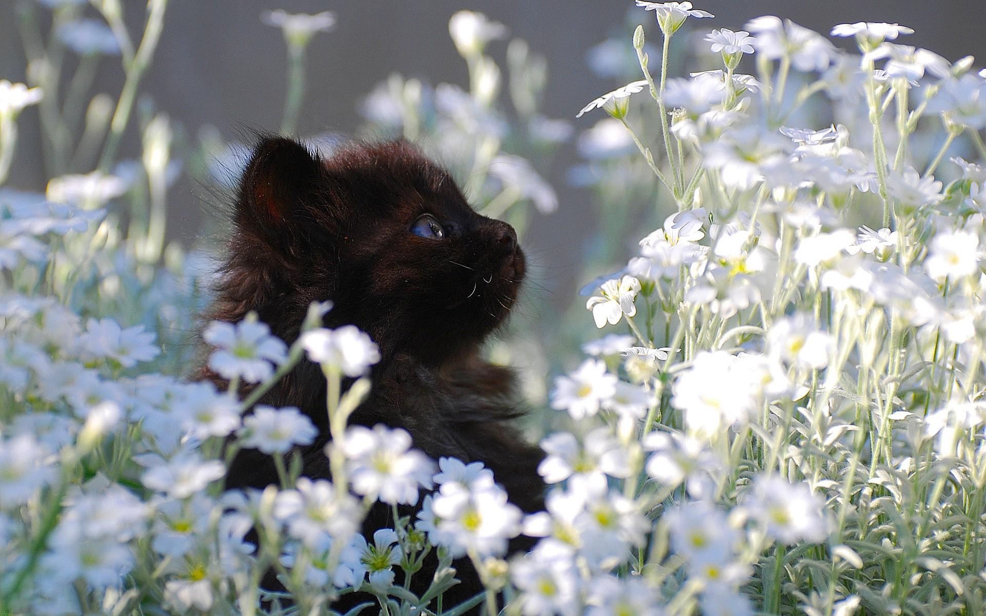 black, Flowers, Cats, Blue, Eyes, Kittens Wallpaper HD / Desktop