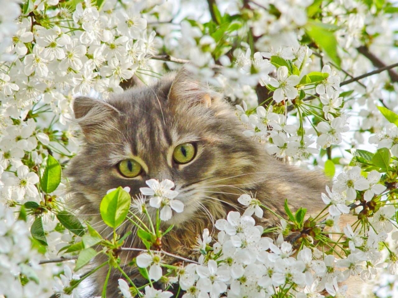 spring kittens desktop wallpaper