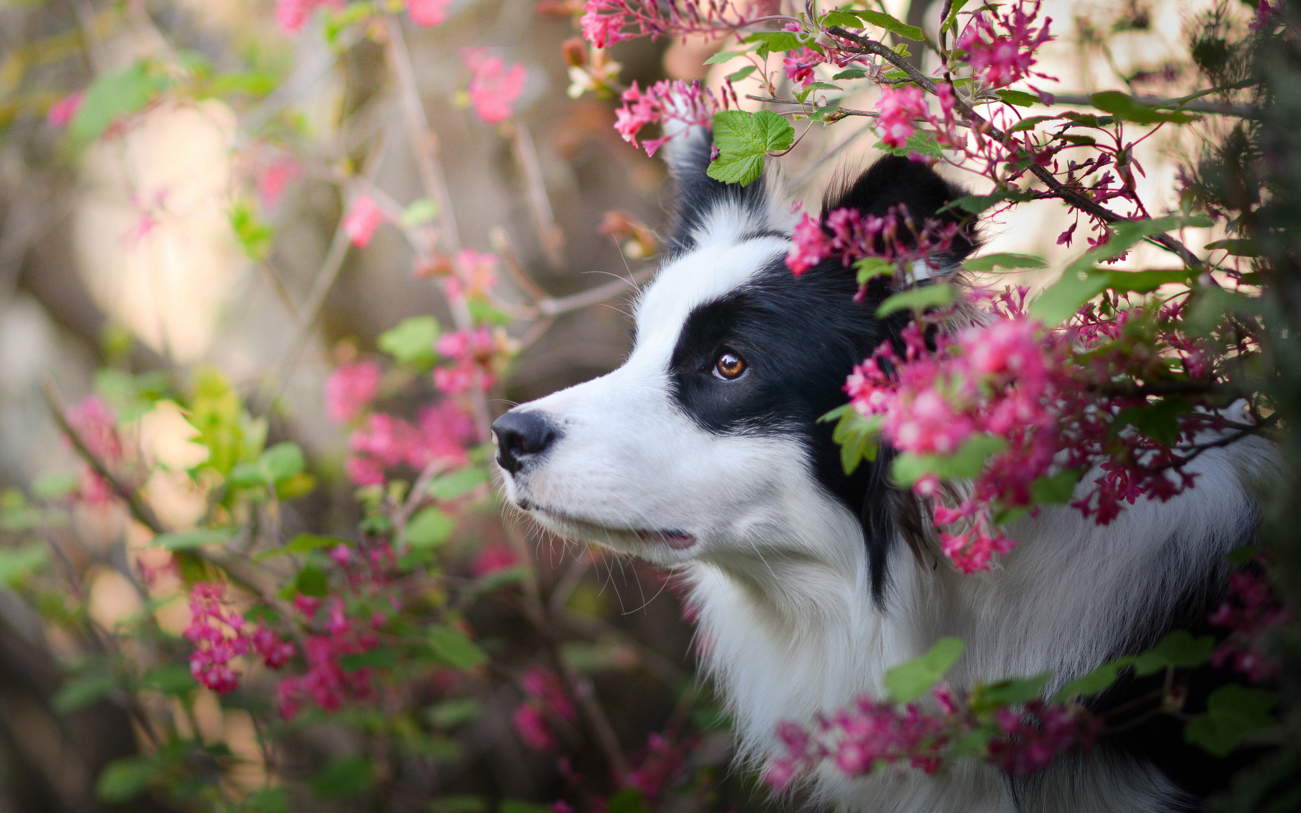 Download Wallpaper Border Collie Dog, Spring, Close Up, Puppy