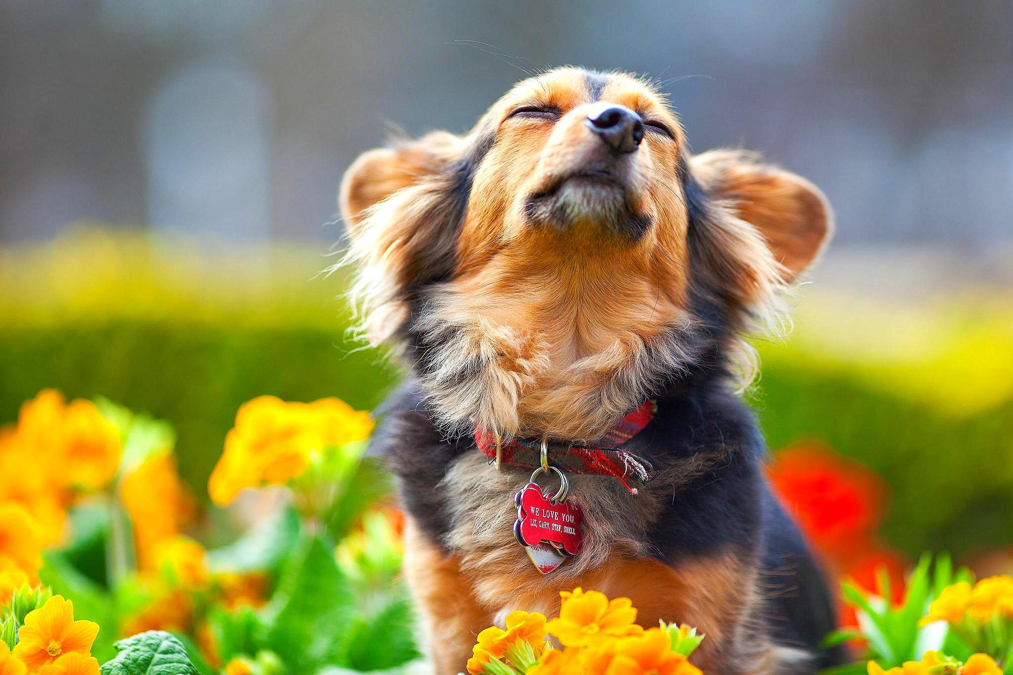 Dogs Who Couldn't Be More Delighted That Spring Is Here