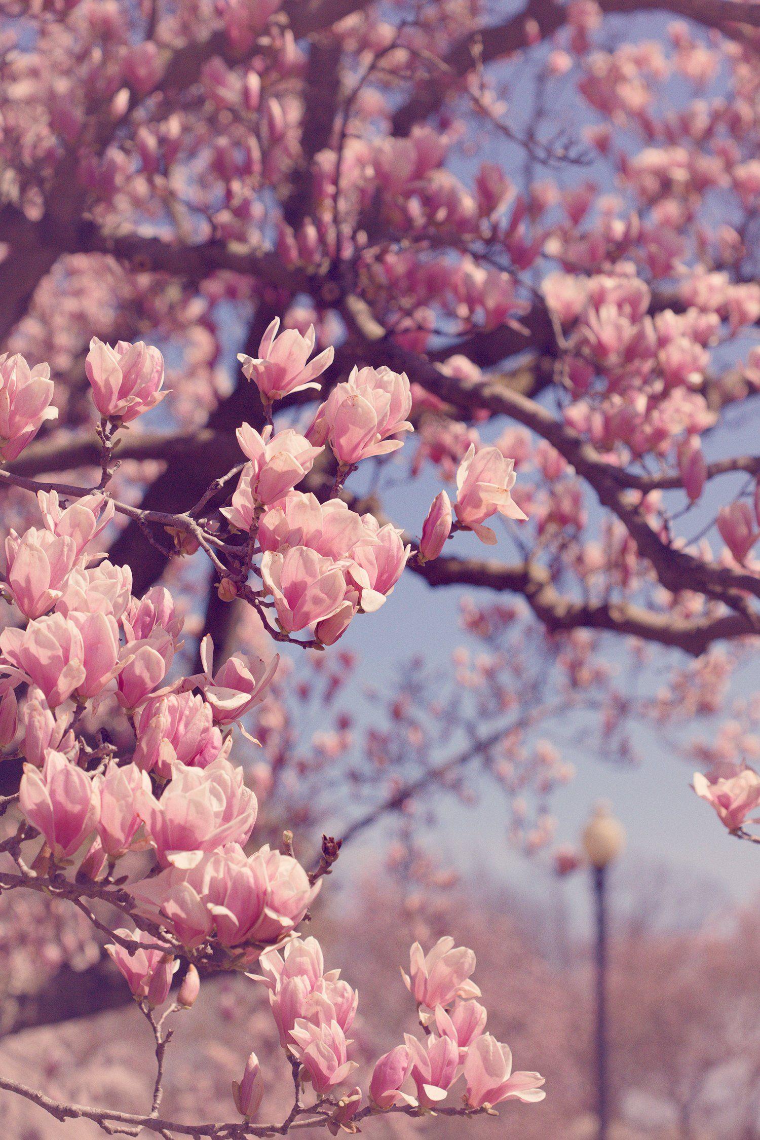 pink magnolia photography, spring in .cl