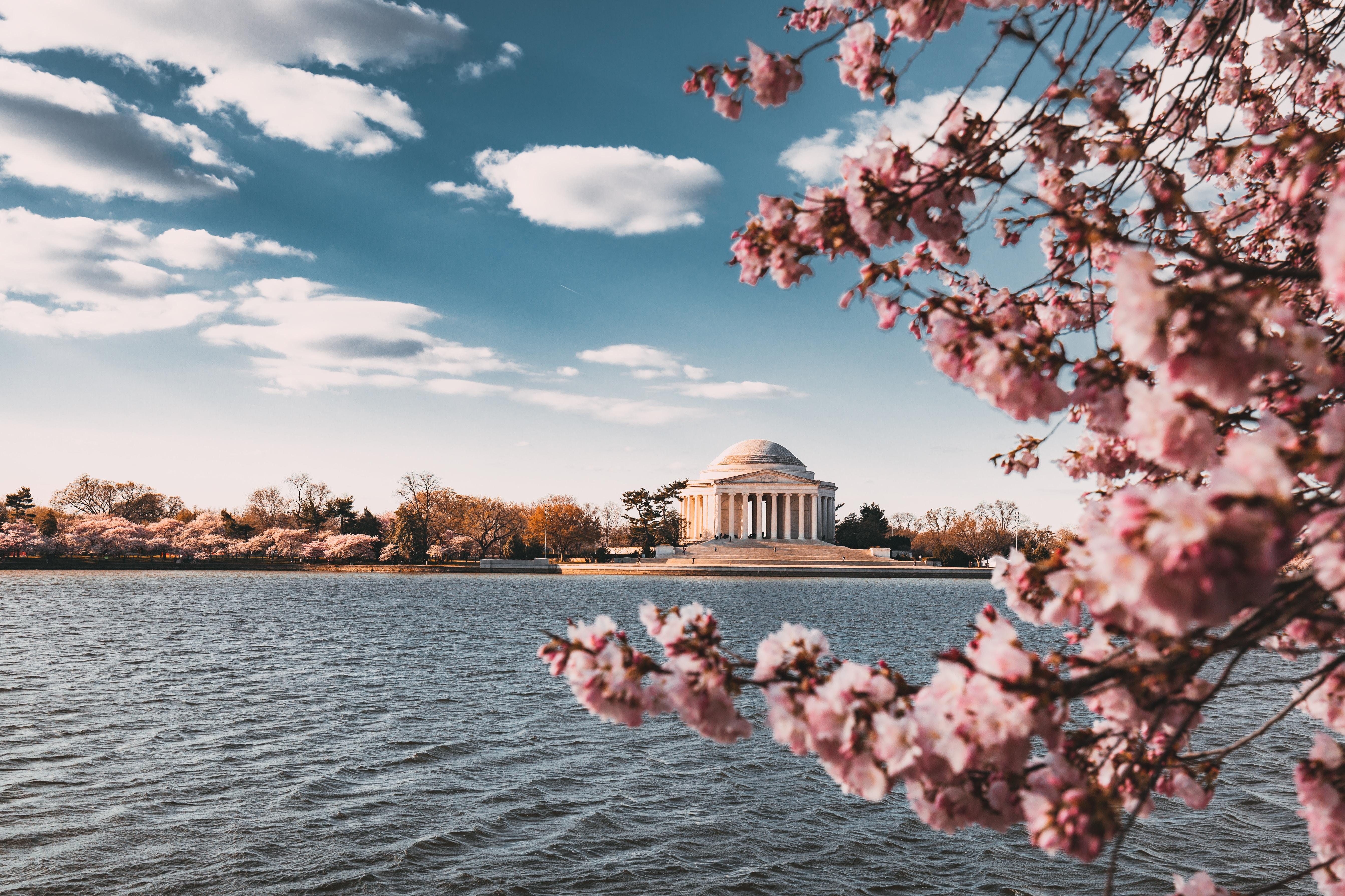 Dc Cherry Blossom Picture. Download Free Image