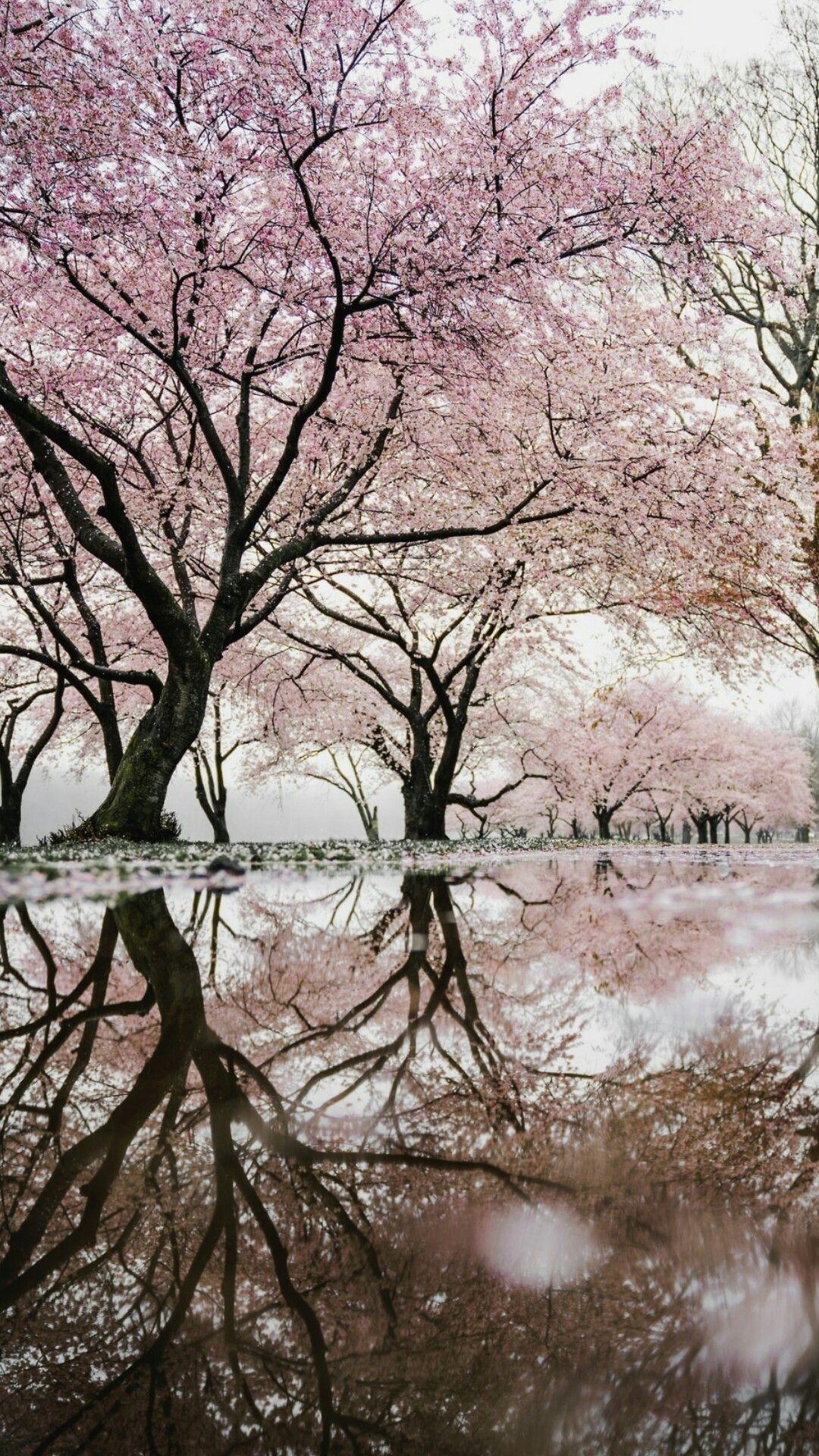TREES. Spring wallpaper, Cherry blossom