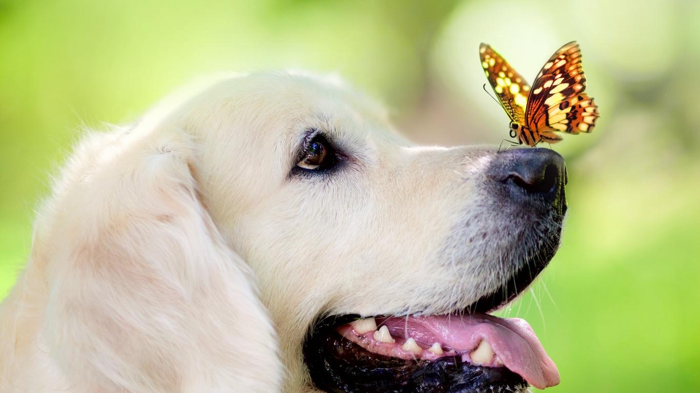 Download wallpaper 1366x768 dog, muzzle, butterfly, tongue