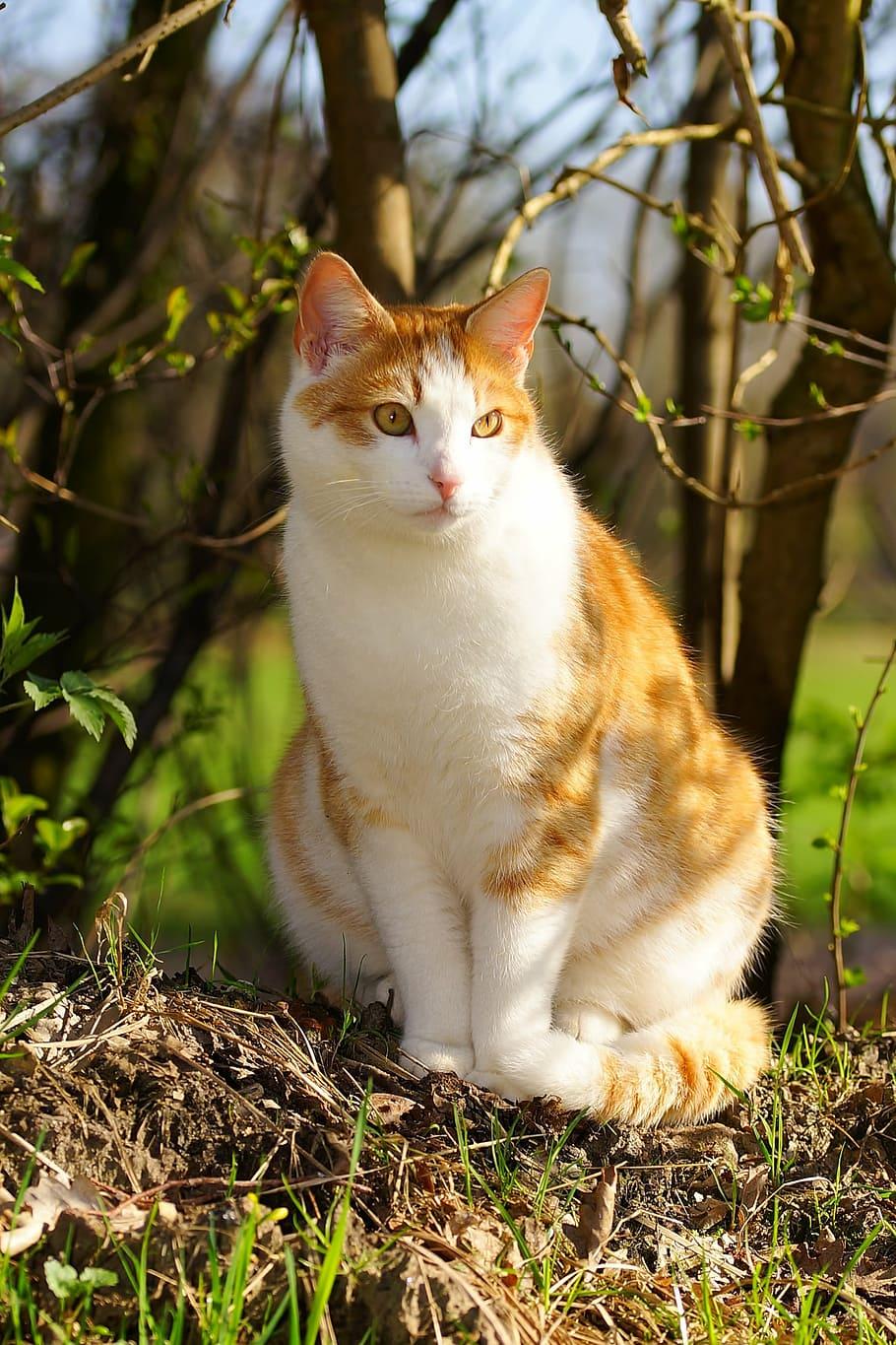 HD wallpaper: orange tabby cat on ground, female, spring, cat face