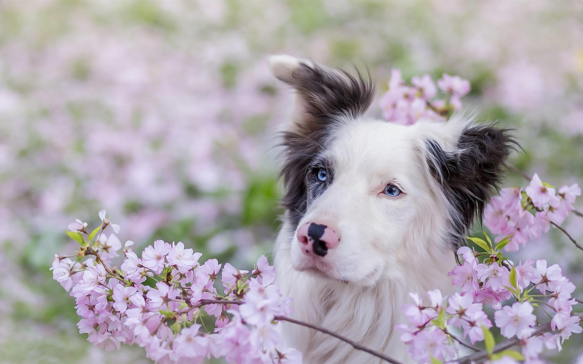 Wallpaper Blue eyes dog, pink flowers, spring 1920x1200 HD Picture