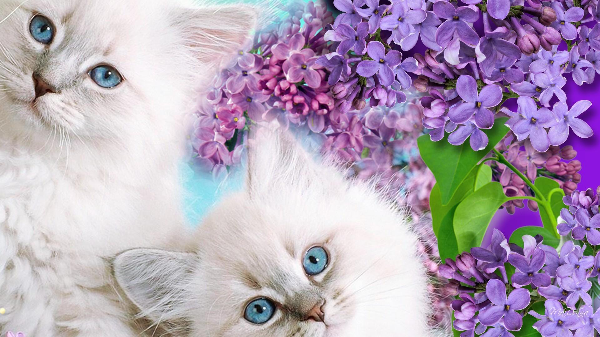 Kitten Blue Eyes HD desktop wallpaper, Widescreen, High
