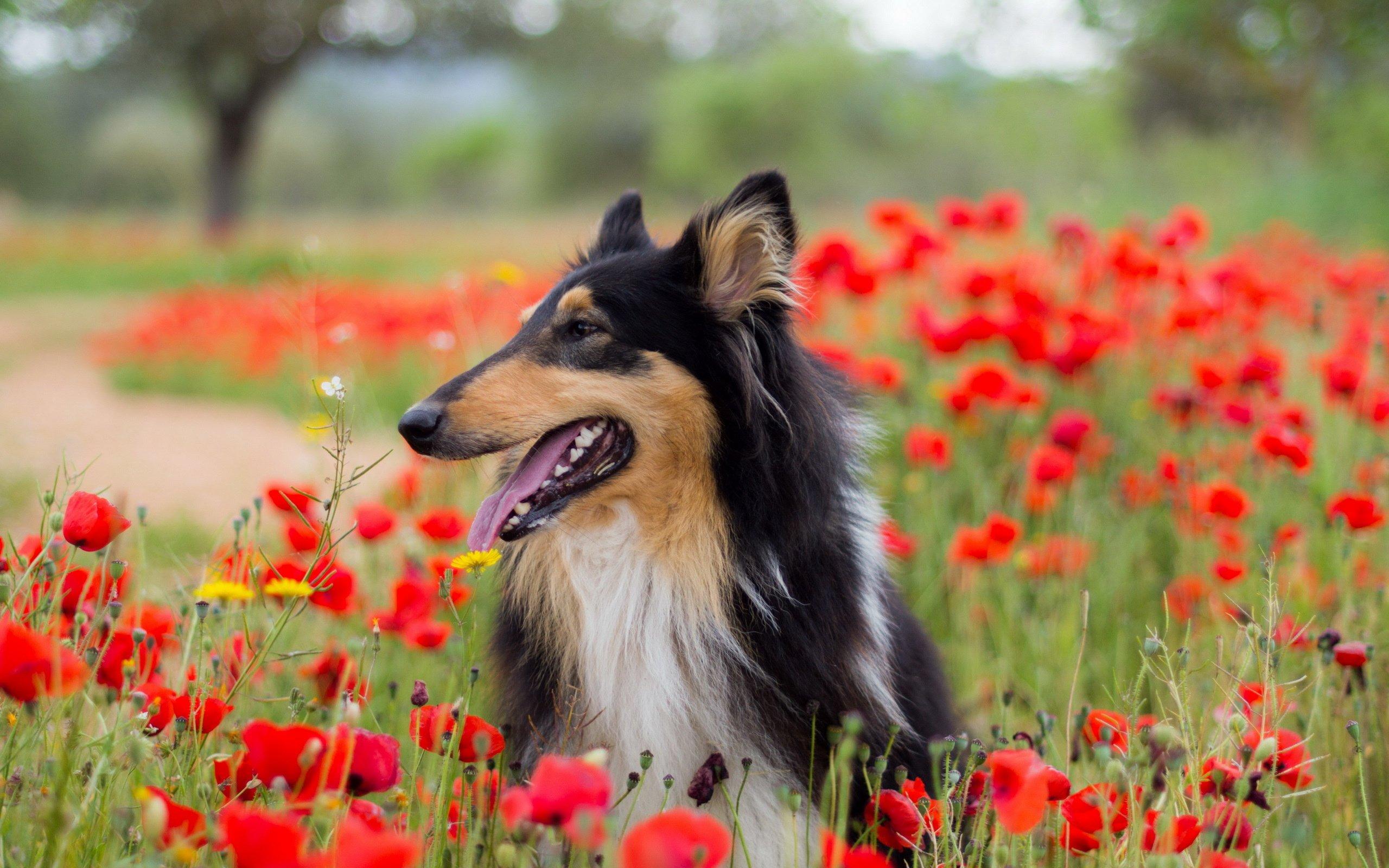 dog, Flowers, Flower, Spring, Meadow Wallpaper HD / Desktop