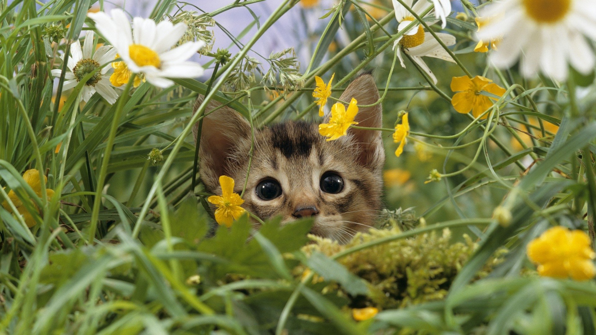 kittens yellow flowers white flowers 1920x1080 wallpaper High