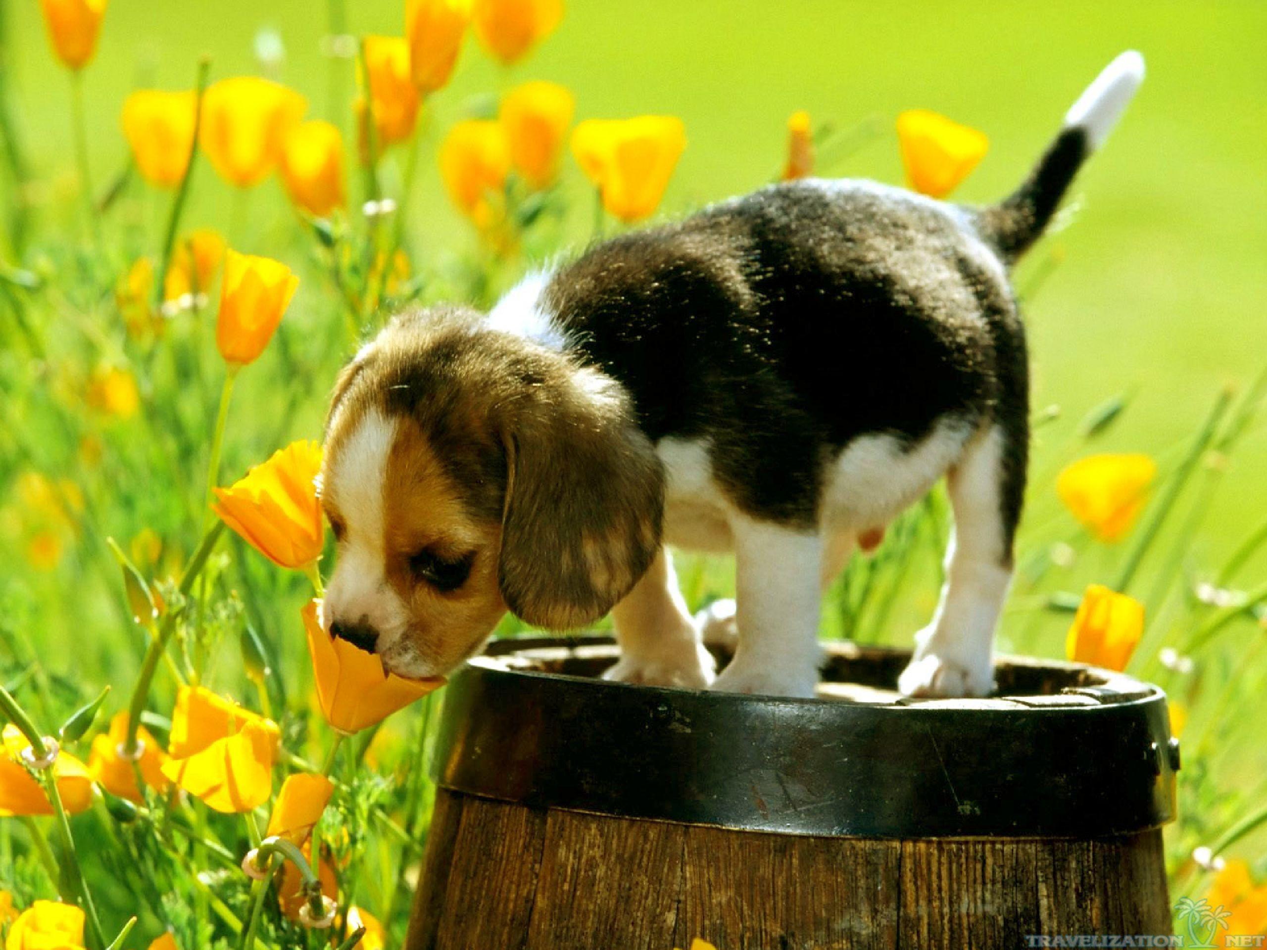 Spring Desktop Backgrounds With Puppies