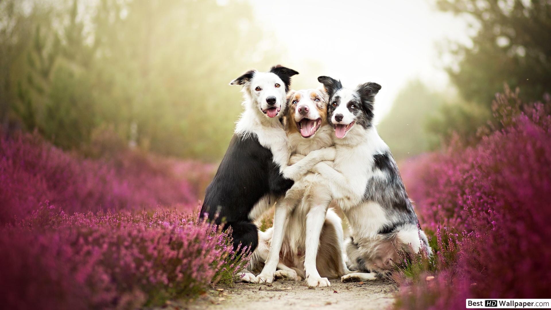 Group dog hug in purple flower field HD wallpaper download