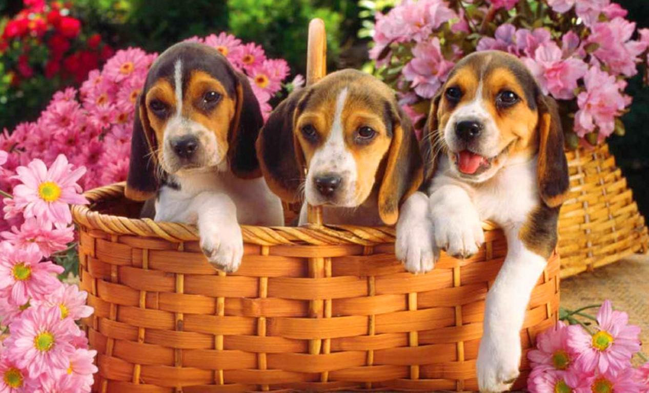 Spring Puppys Wallpapers - Wallpaper Cave