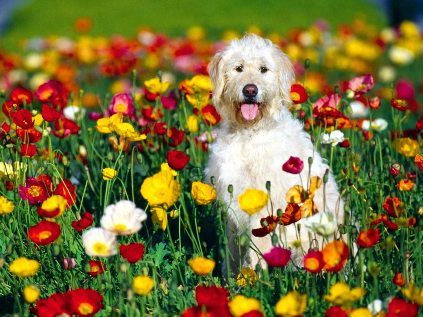 Free Spring Wallpaper with Dogs