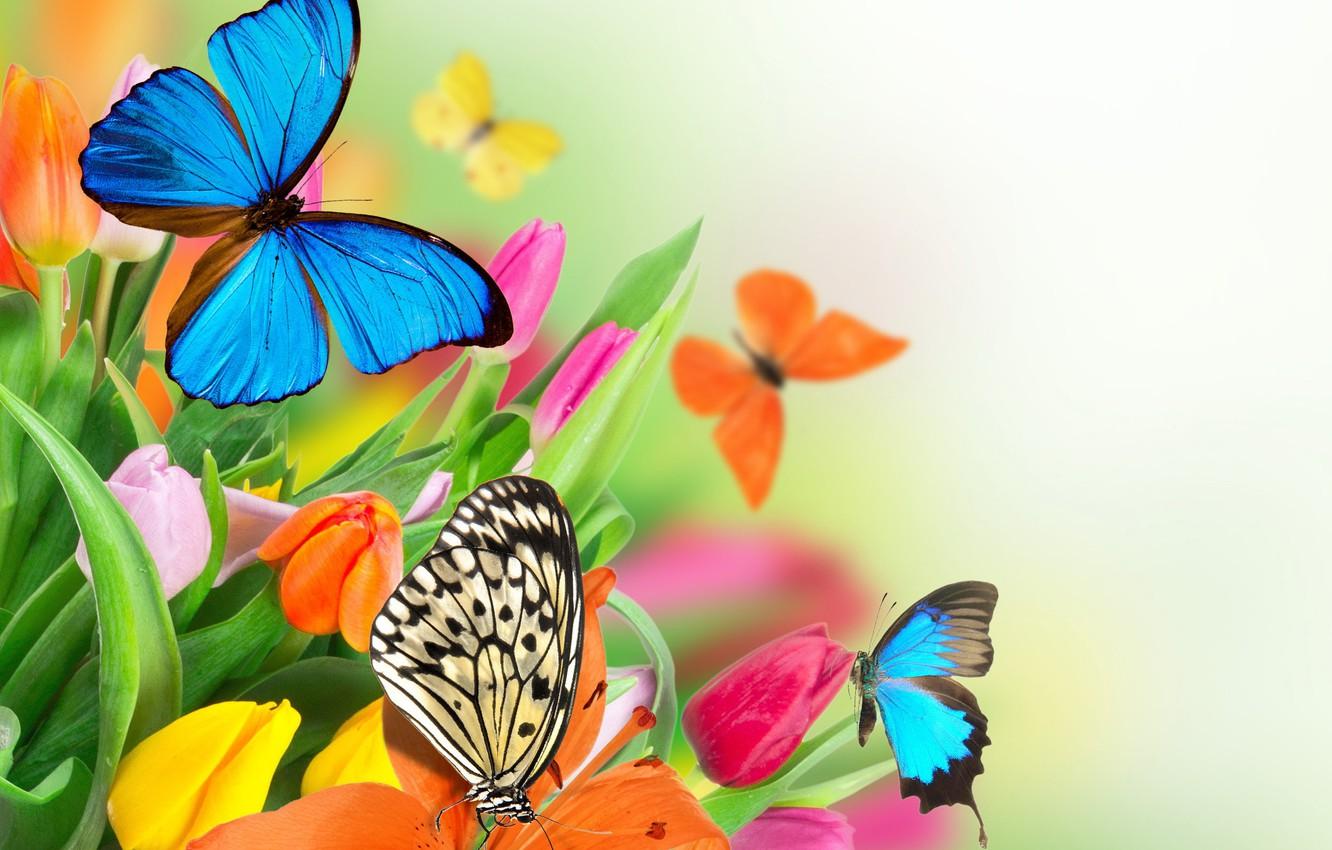 Wallpaper butterfly, flowers, spring, colorful, tulips, fresh, flowers, beautiful, tulips, spring, butterflies image for desktop, section цветы