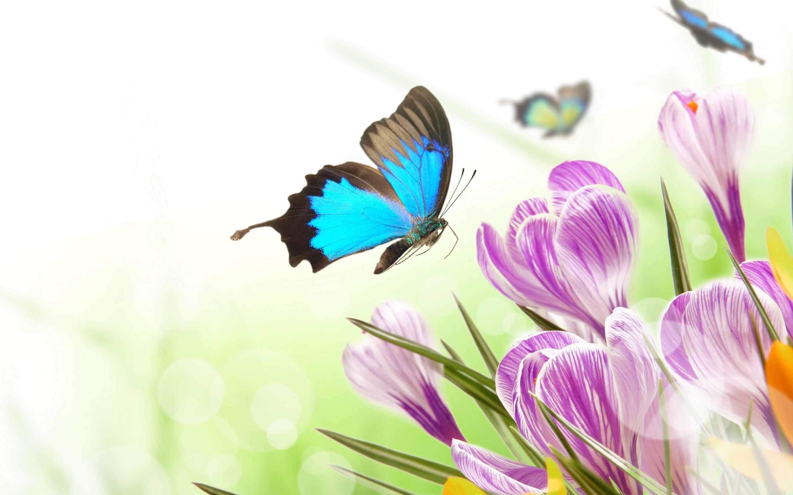 Spring flowers crocus butterflies wallpaperx1600