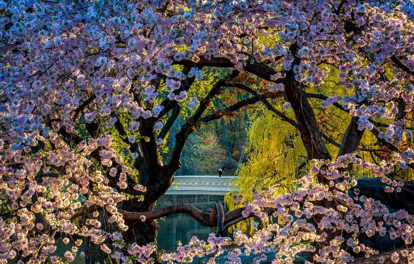Wallpaper trees, landscape, nature, the city, cherry, pond, Park, spring, New York, the bridge, flowering, Central Park image for desktop, section пейзажи