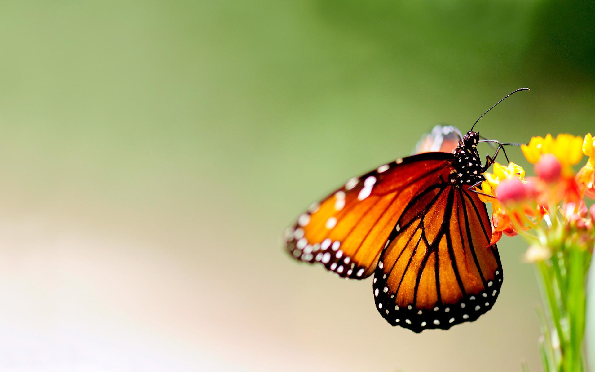 Butterfly Spring Wallpapers - Wallpaper Cave