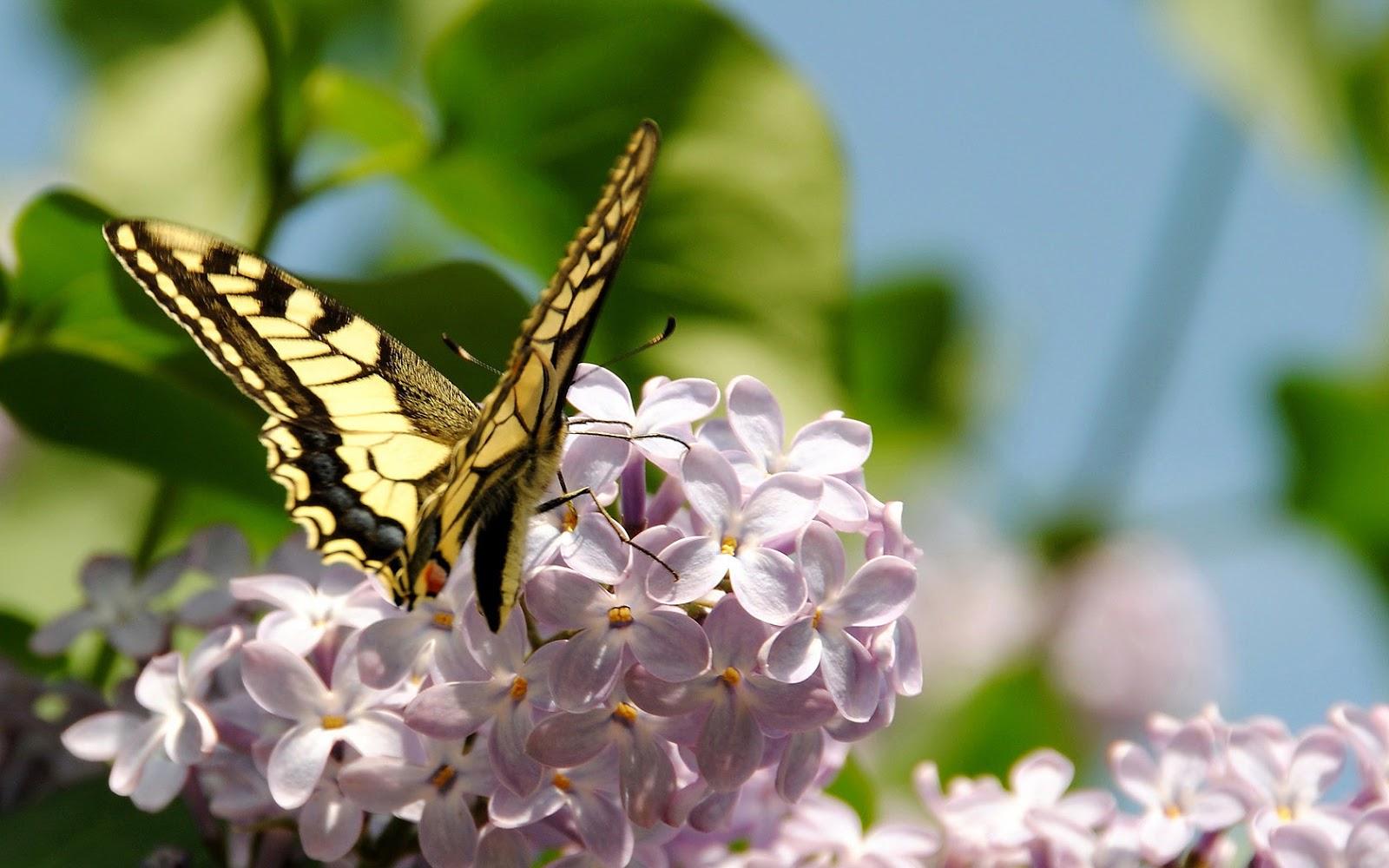Spring wallpaper with yellow butterfly. HD Animals Wallpaper