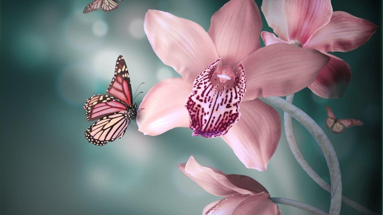 10++ Spring Wallpaper Butterfly