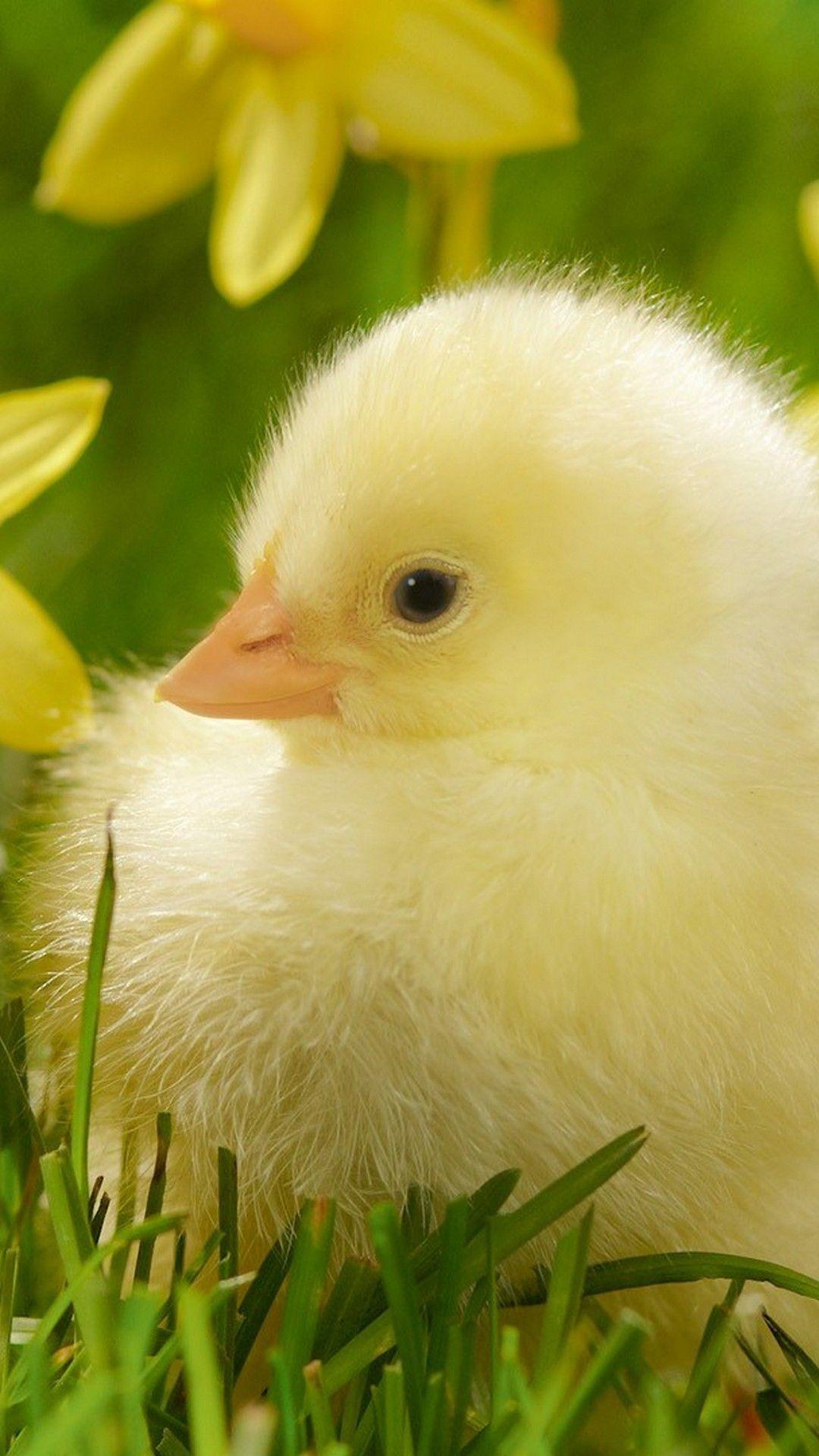 iPhone 7 Wallpaper Cute Spring iPhone Wallpaper. Baby chicks, Animals beautiful, Animals