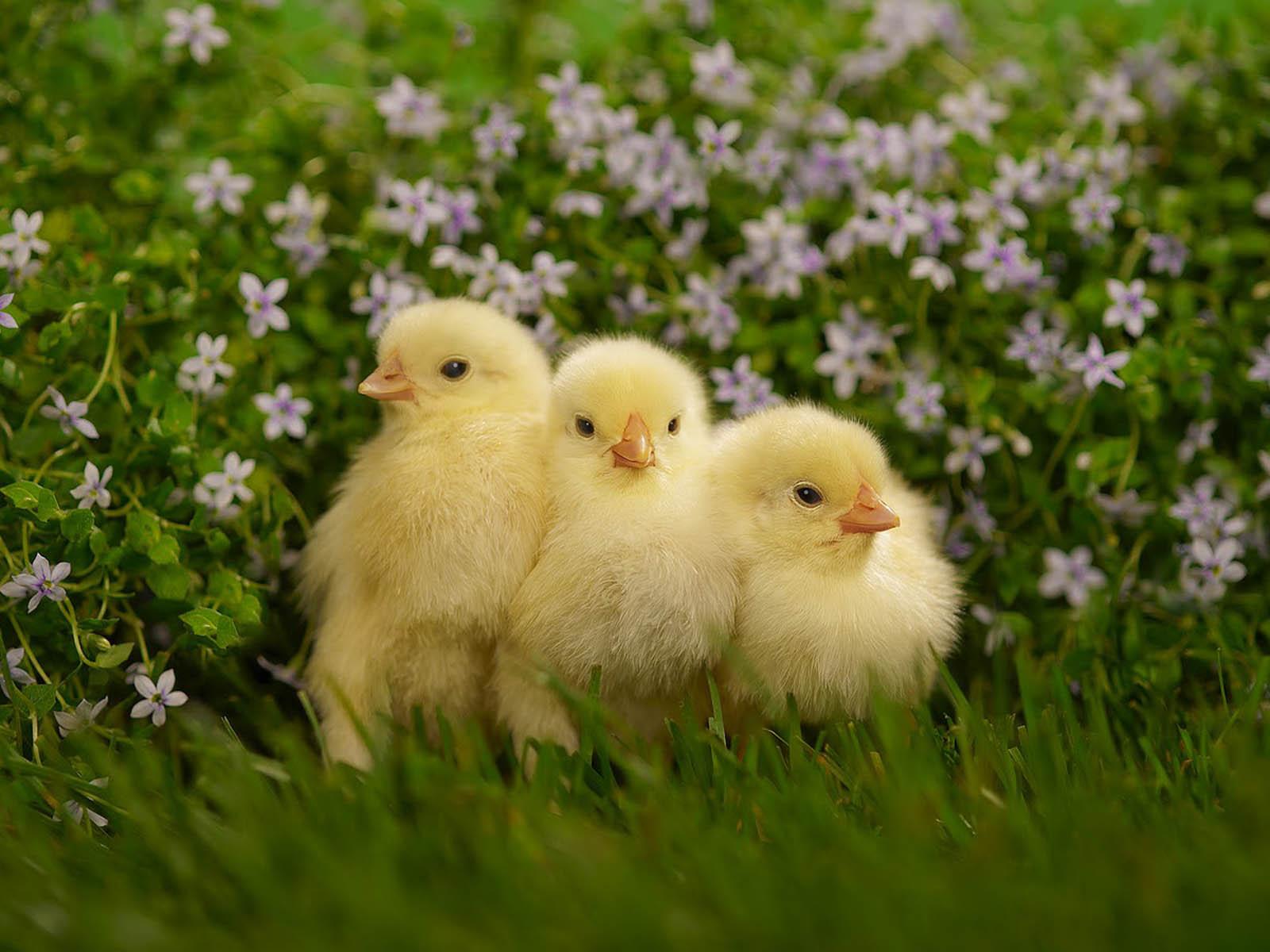 Funny Chicks Wallpaper Chicks And Flowers, HD Wallpaper