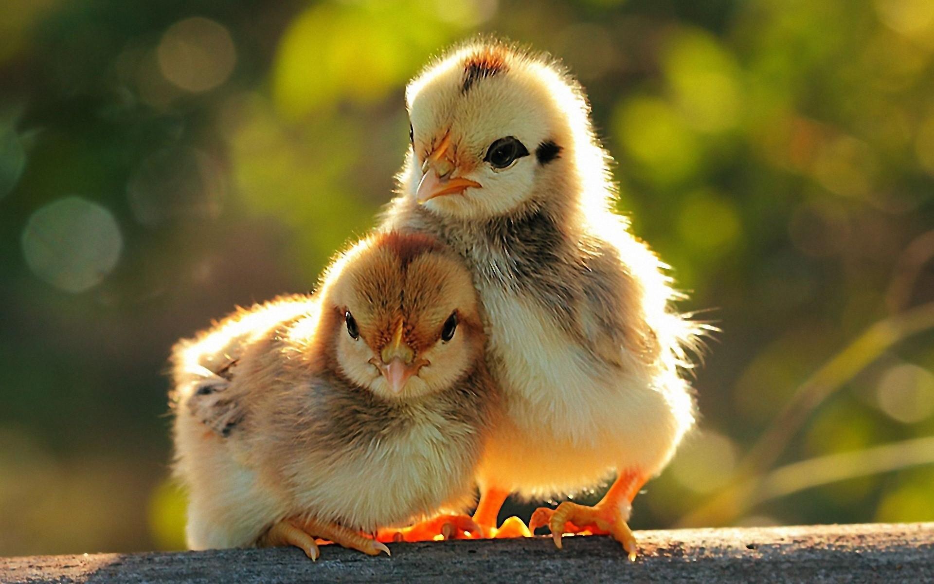 Free download chickens baby birds wallpaper 1920x1200 10029