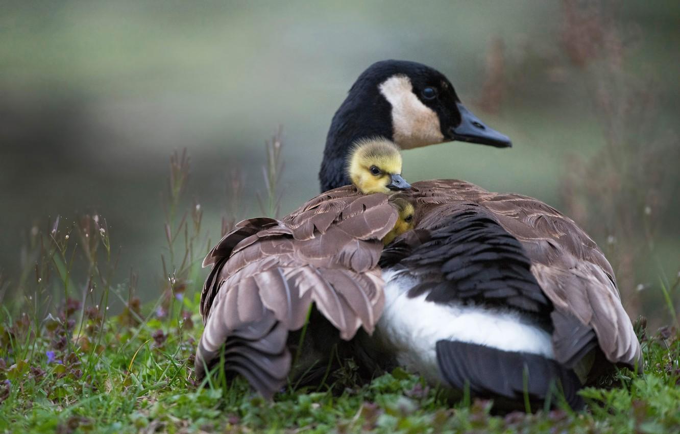 Wallpaper birds, bird, glade, spring, baby, duck, duck, chick