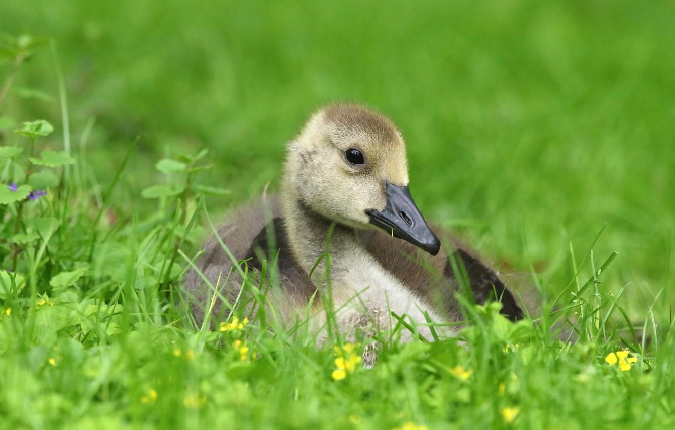 Wallpaper greens, grass, look, grey, bird, glade, spring, baby