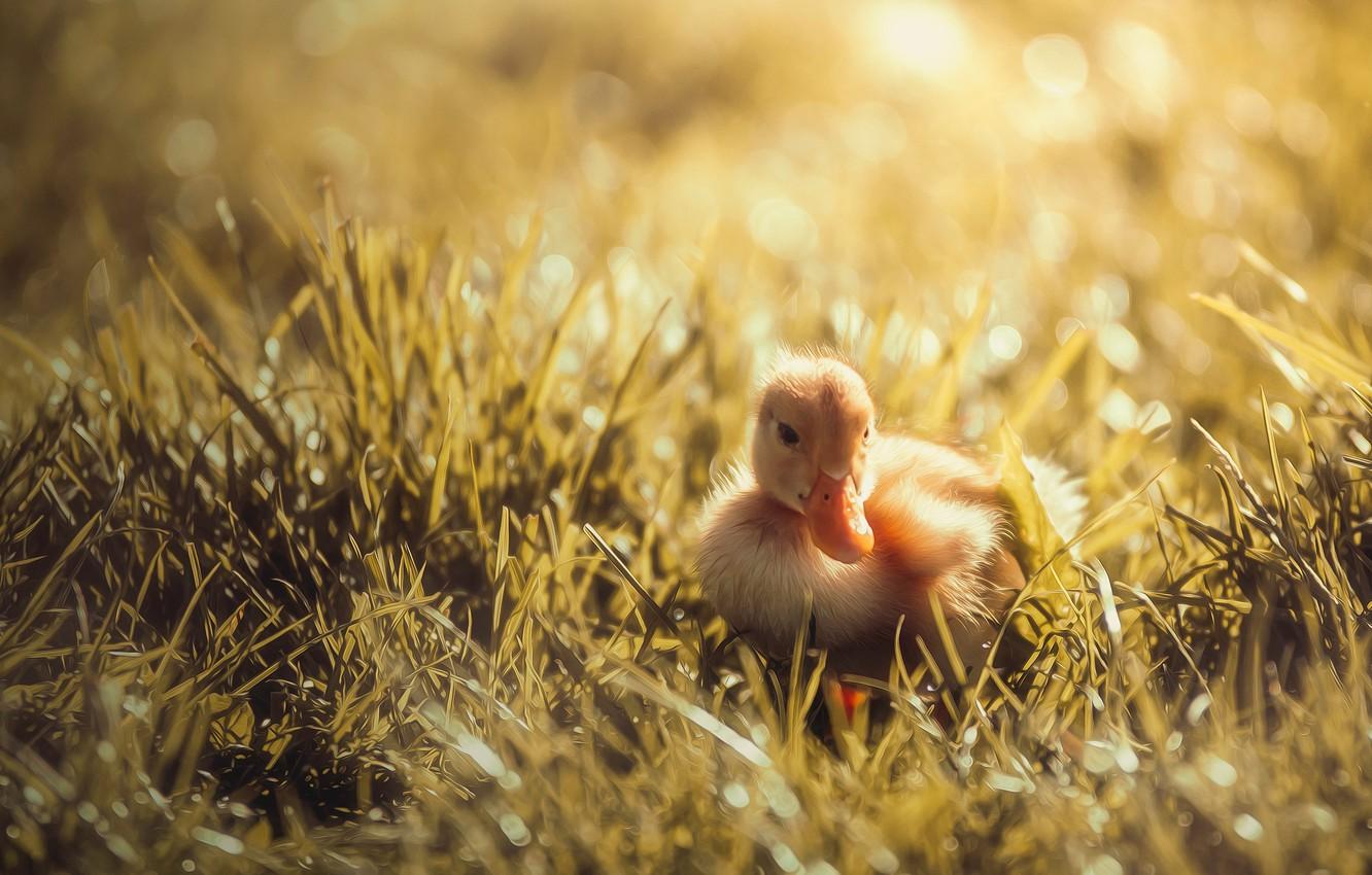 Wallpaper grass, light, yellow, nature, glare, background, mood