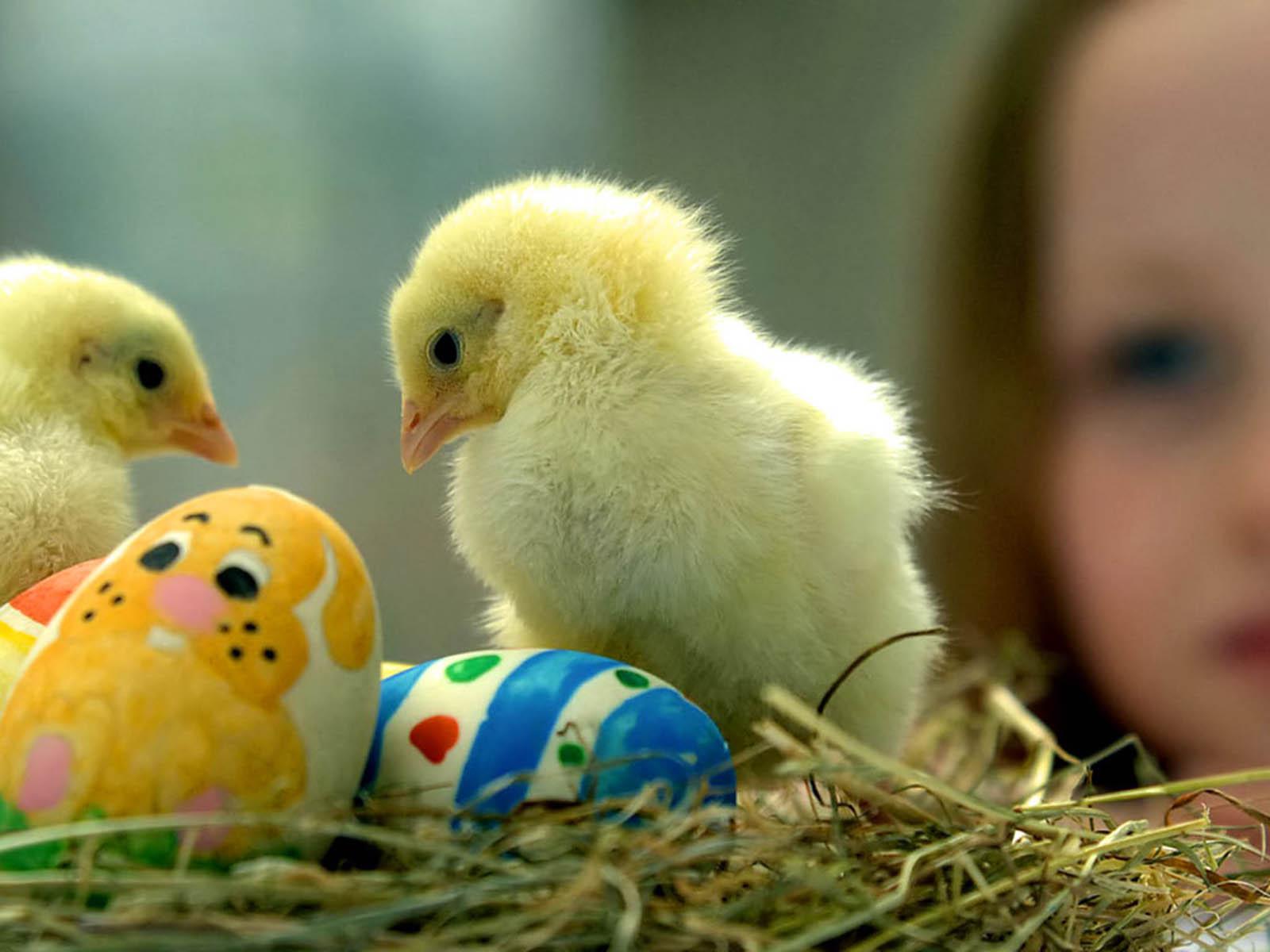 Funny Chicks Wallpaper Wallpaper Of Chicks, HD