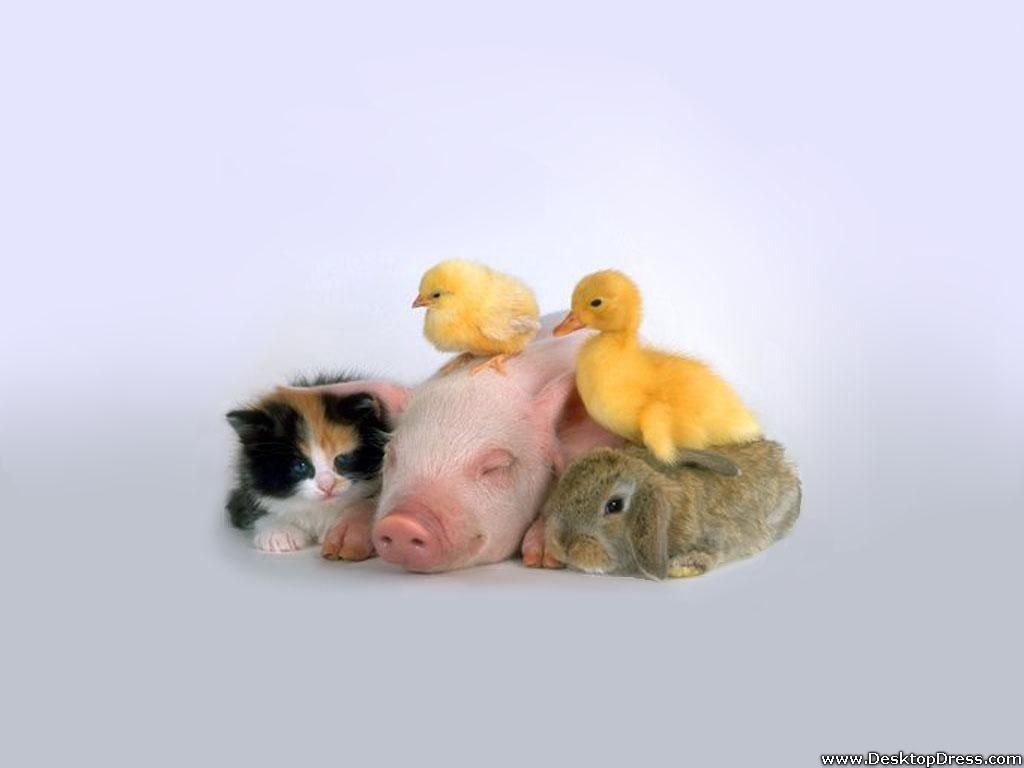 Baby Chicken Duck On Pig Real Farm Animals, HD Wallpaper