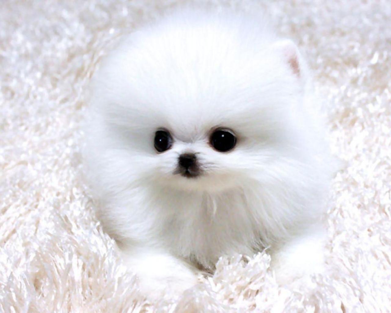 Teacup Pomeranian Wallpaper