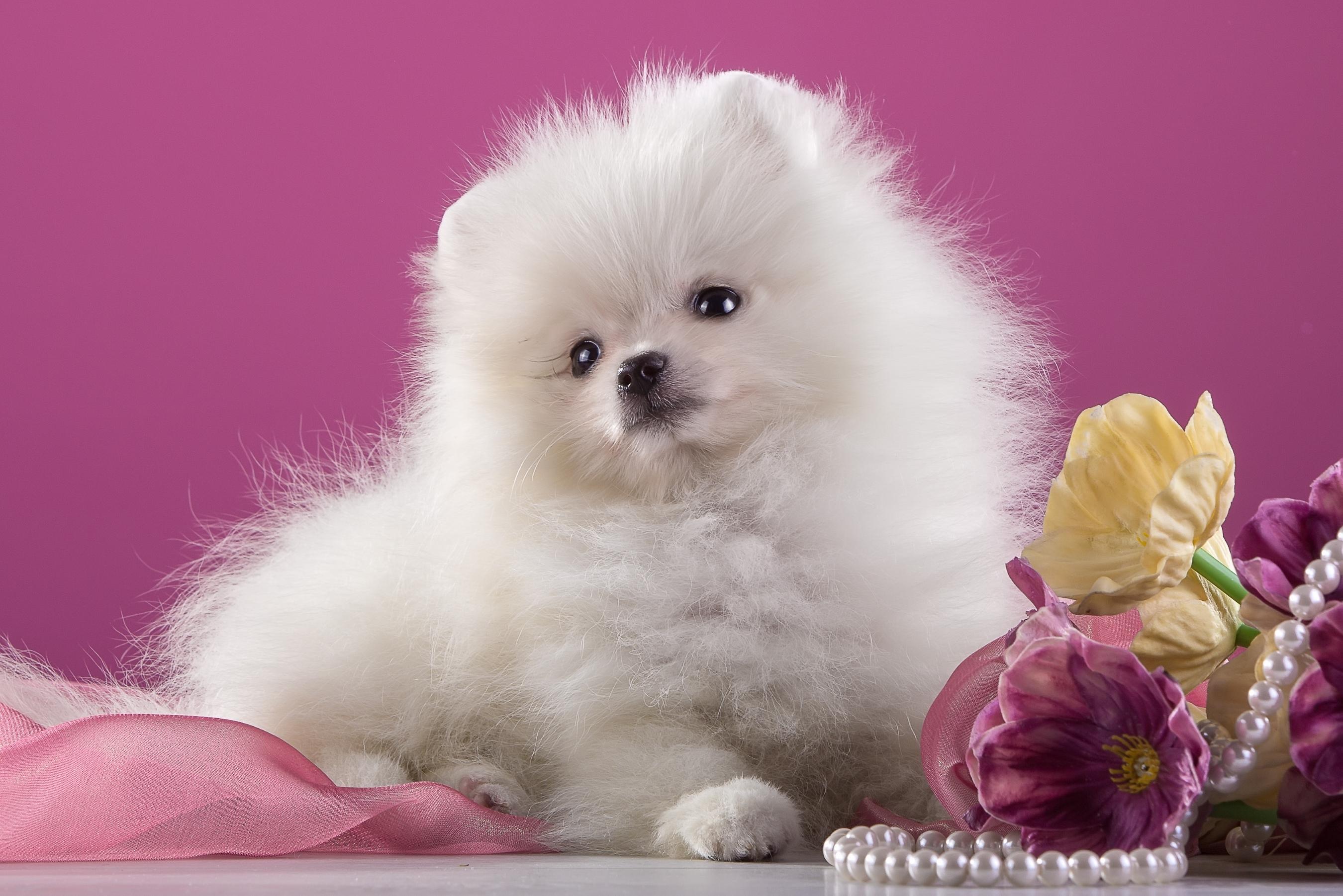 White Pomeranian Puppy HD Wallpaper. Background Imagex1803