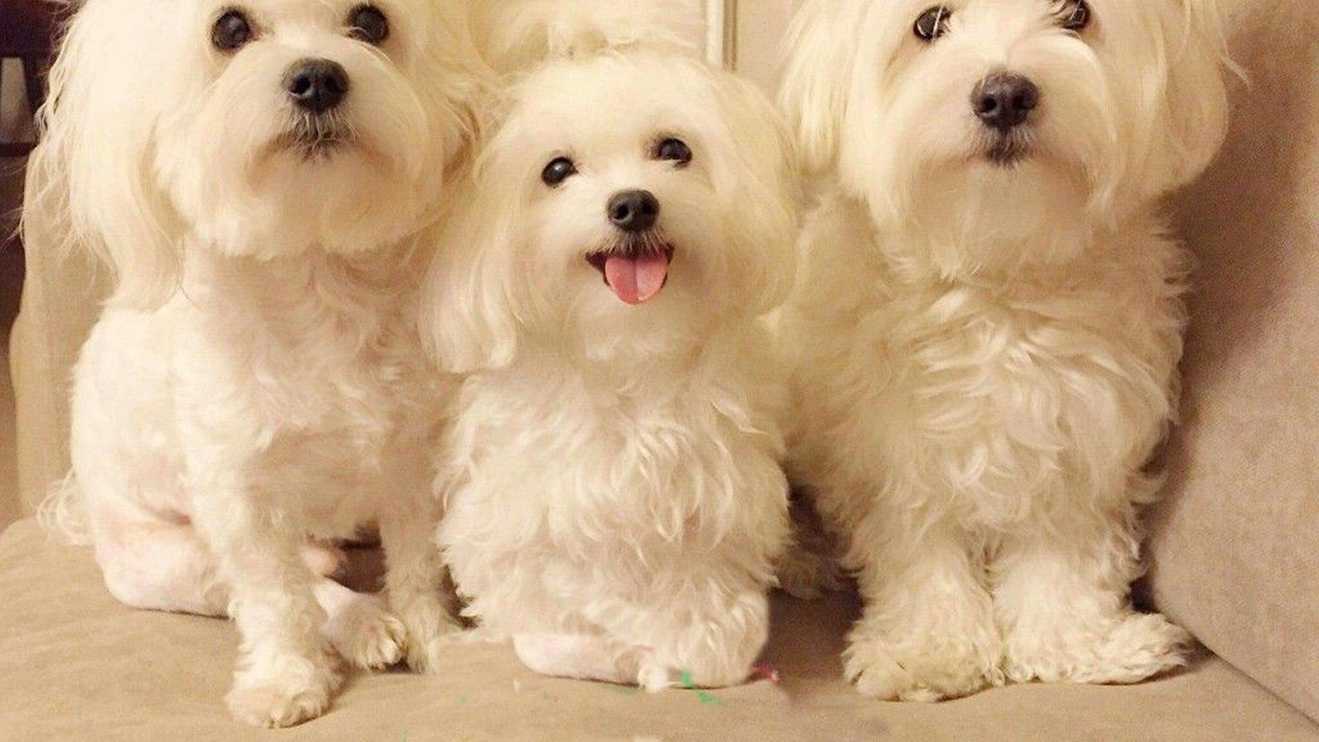 White Pomeranian Puppy HD Wallpaper