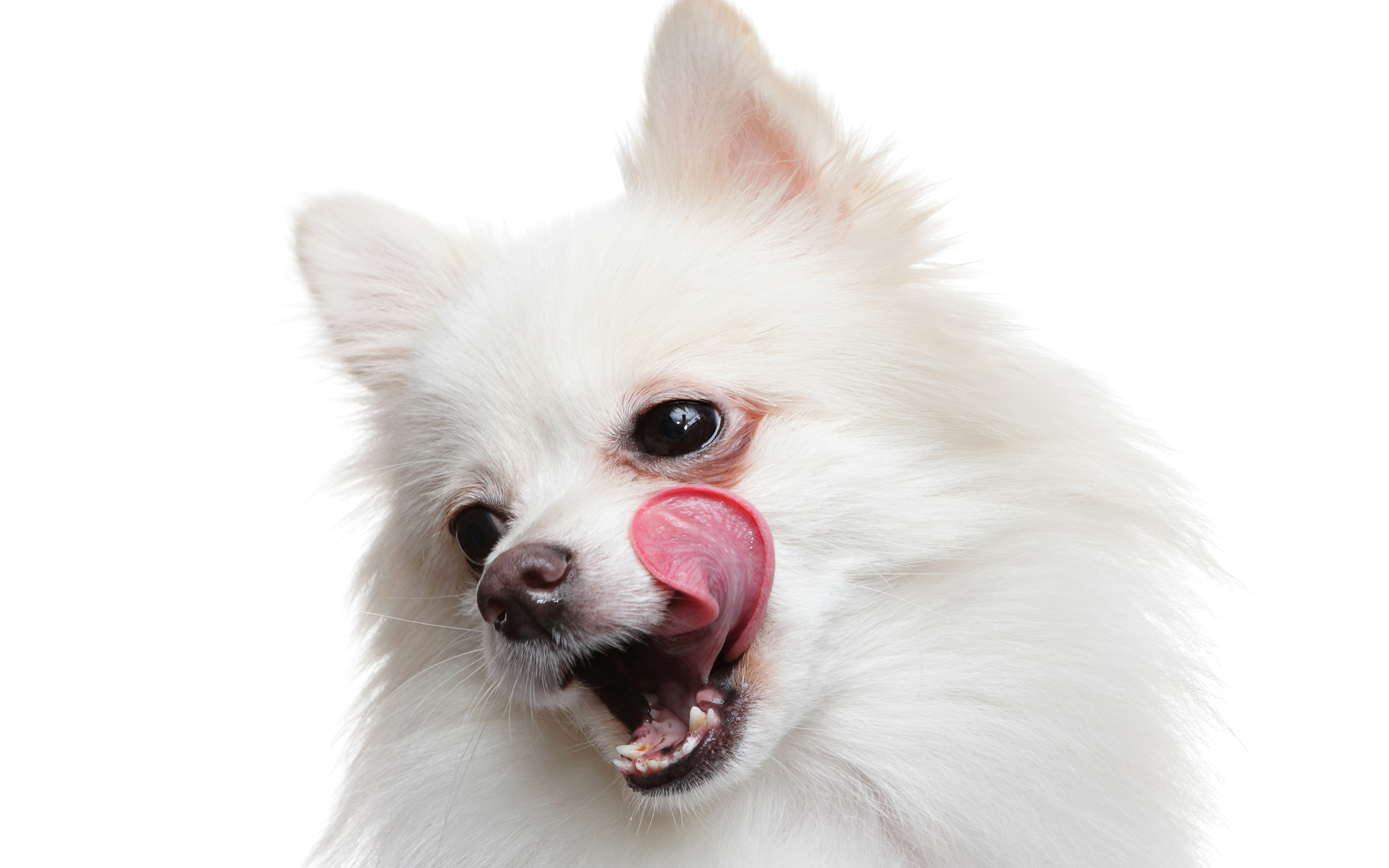 Image Spitz dog Pomeranian White Snout animal White 3840x2400
