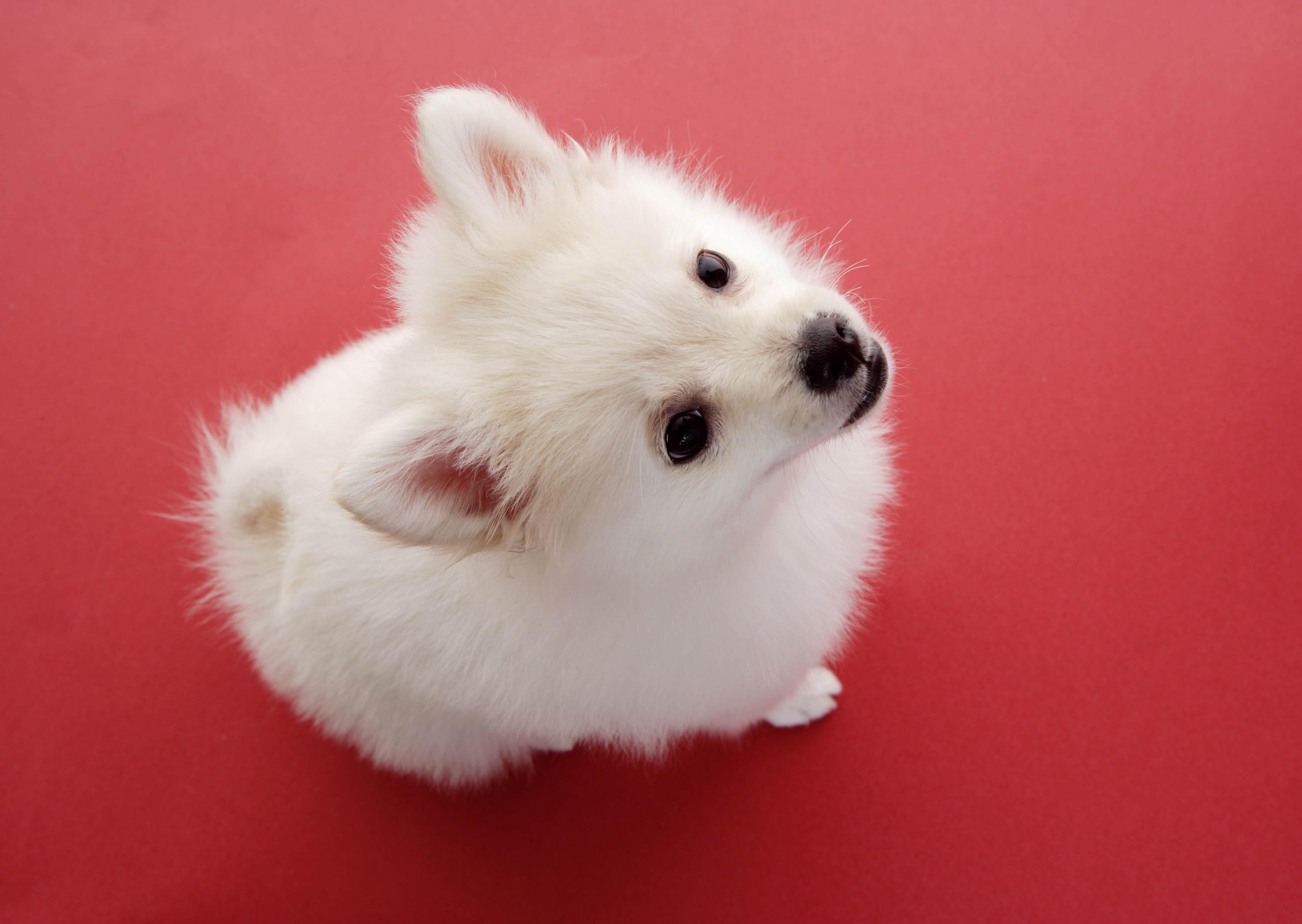 Photo of white Pomeranian puppy HD wallpaper