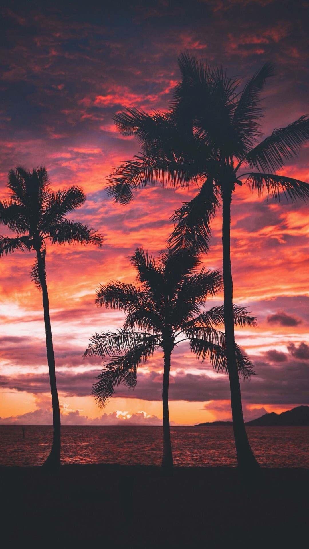 iPhone Wallpaper. Sky, Tree, Sunset, Nature, Afterglow, Palm tree