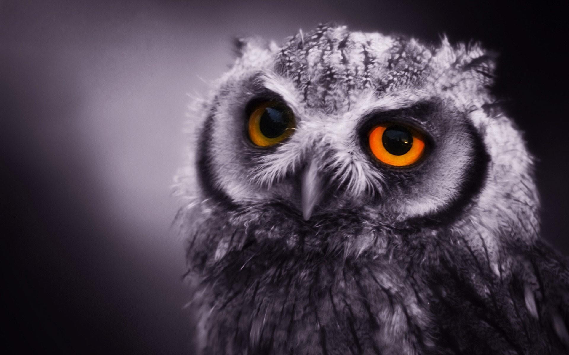 Owl Wallpaper for Computer