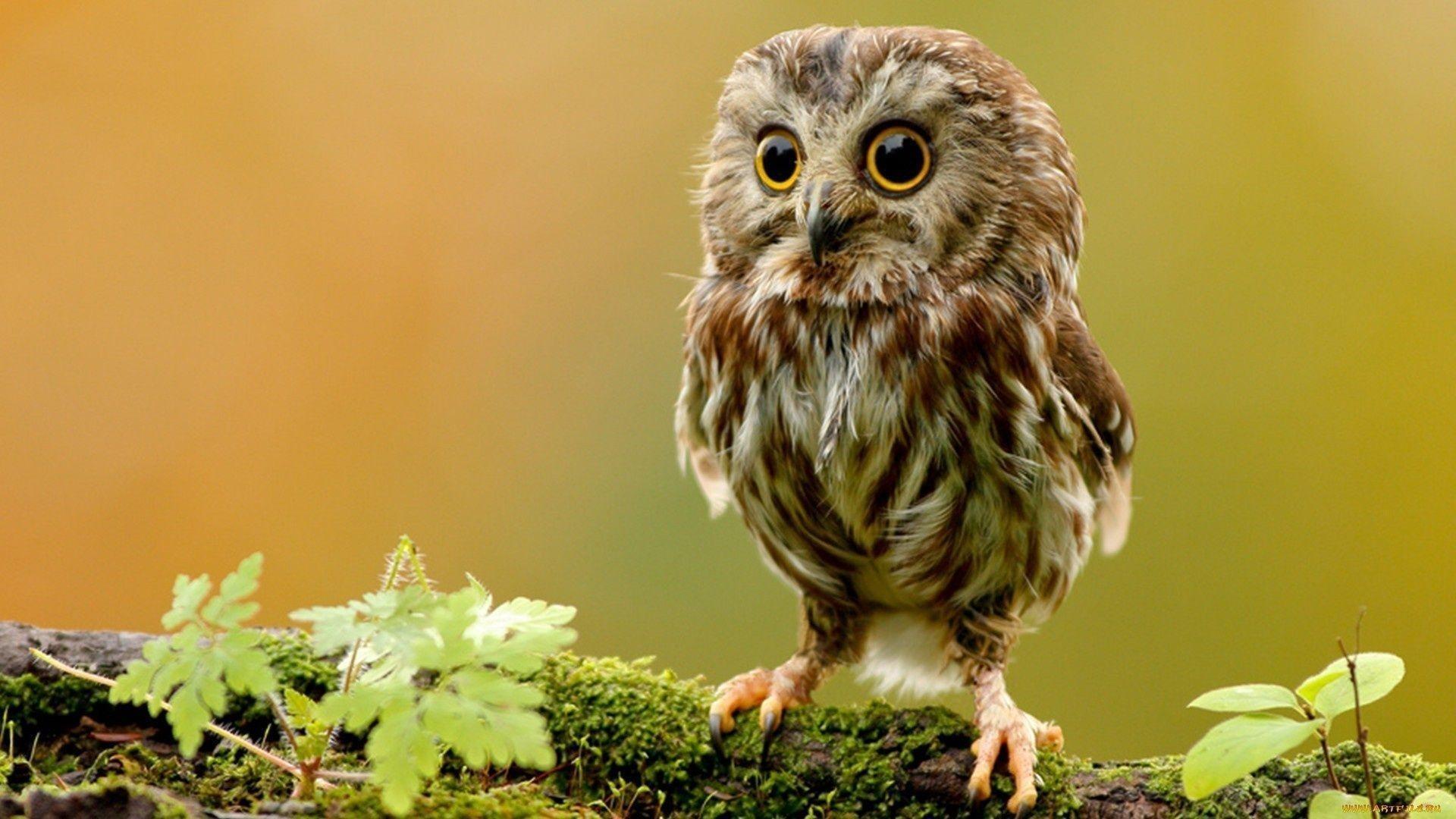 Owl Desktop Wallpaper