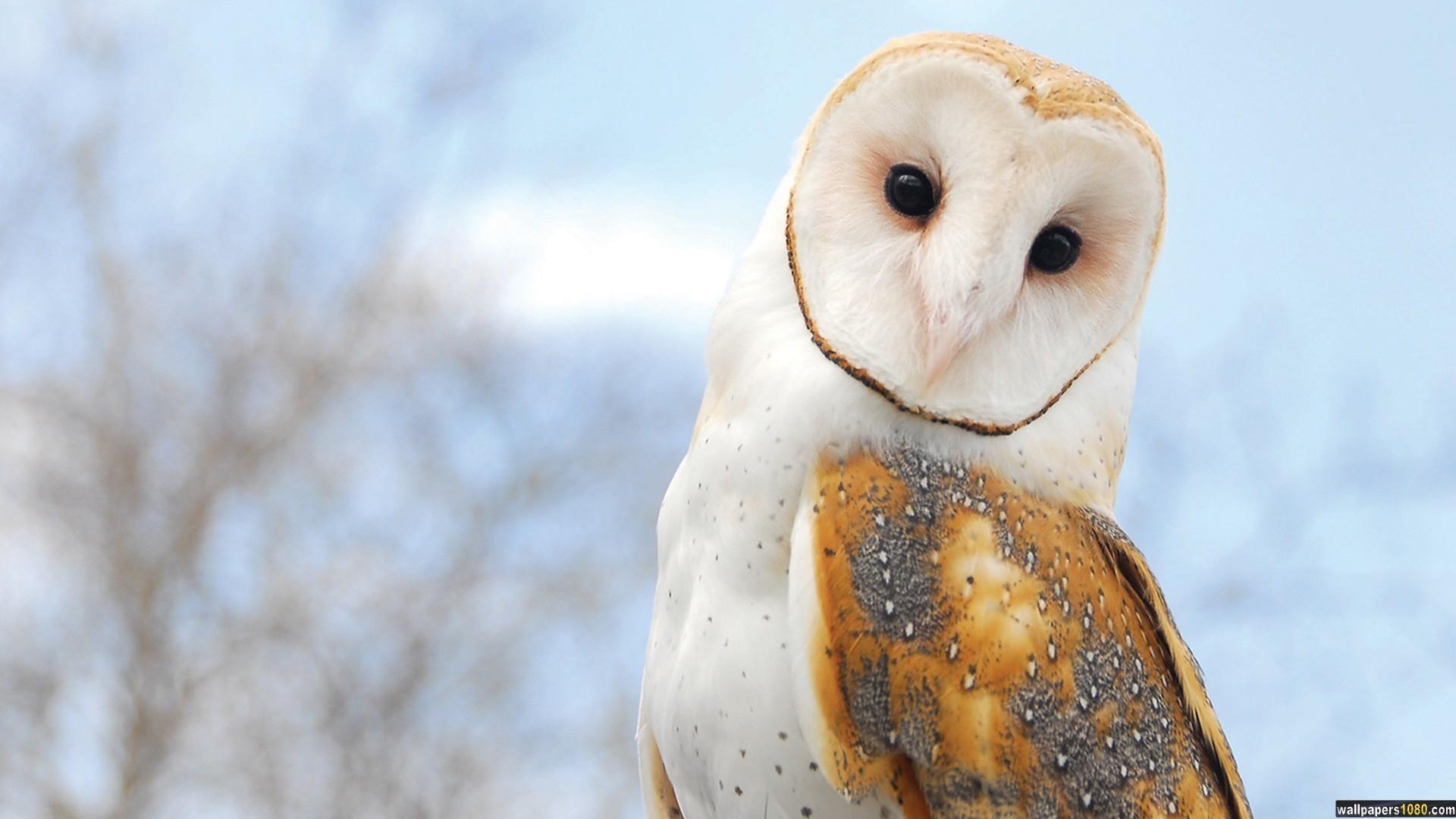 Owl Desktop Wallpaper