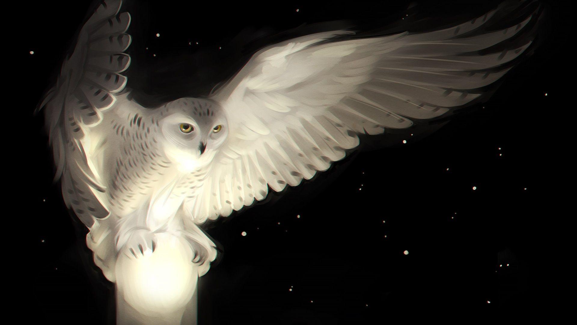 white owl desktop background wallpaper. Owl wallpaper