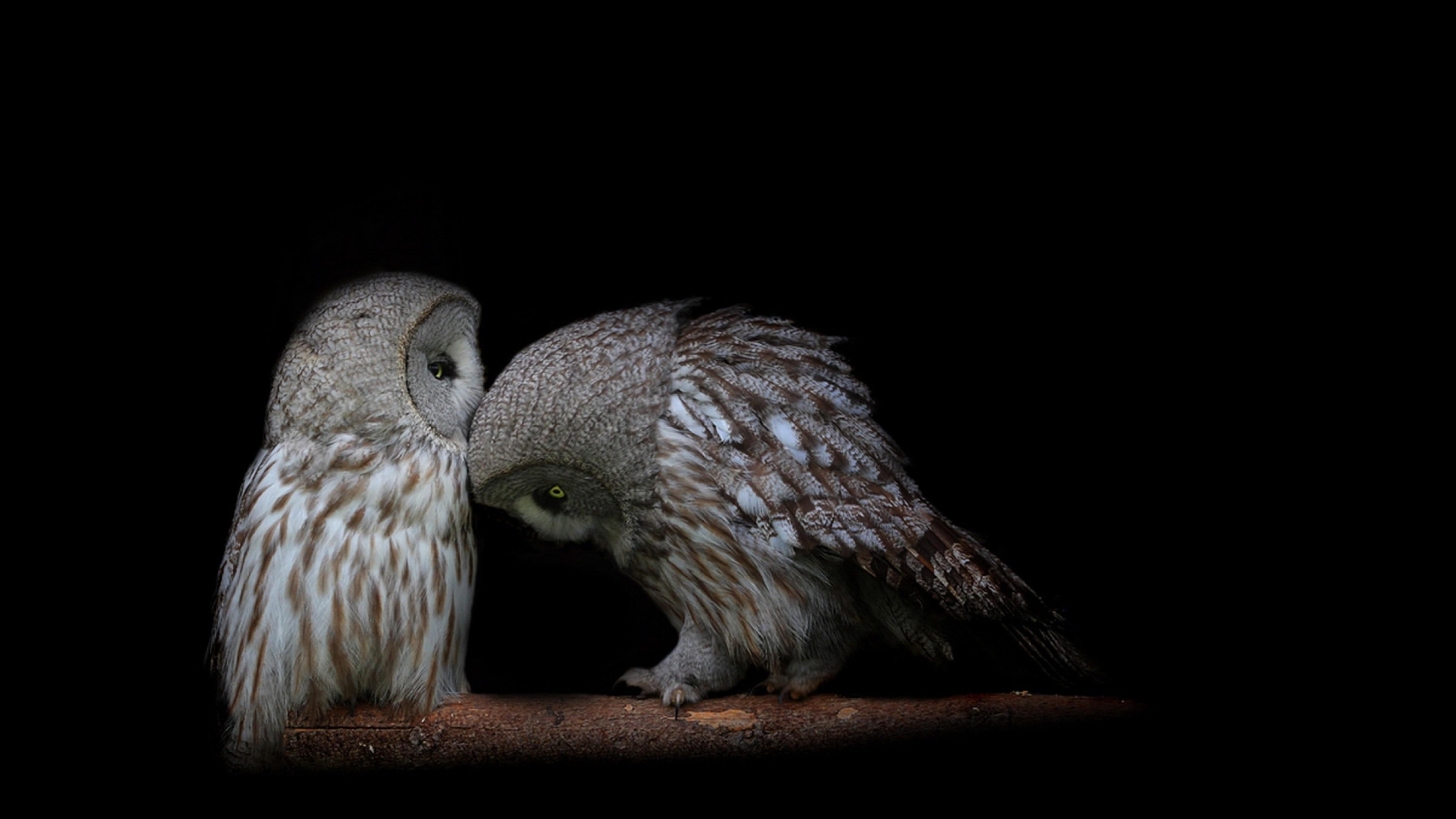 Owl Couple Dark Background Predators Wallpaper 3840x2160 Desktop