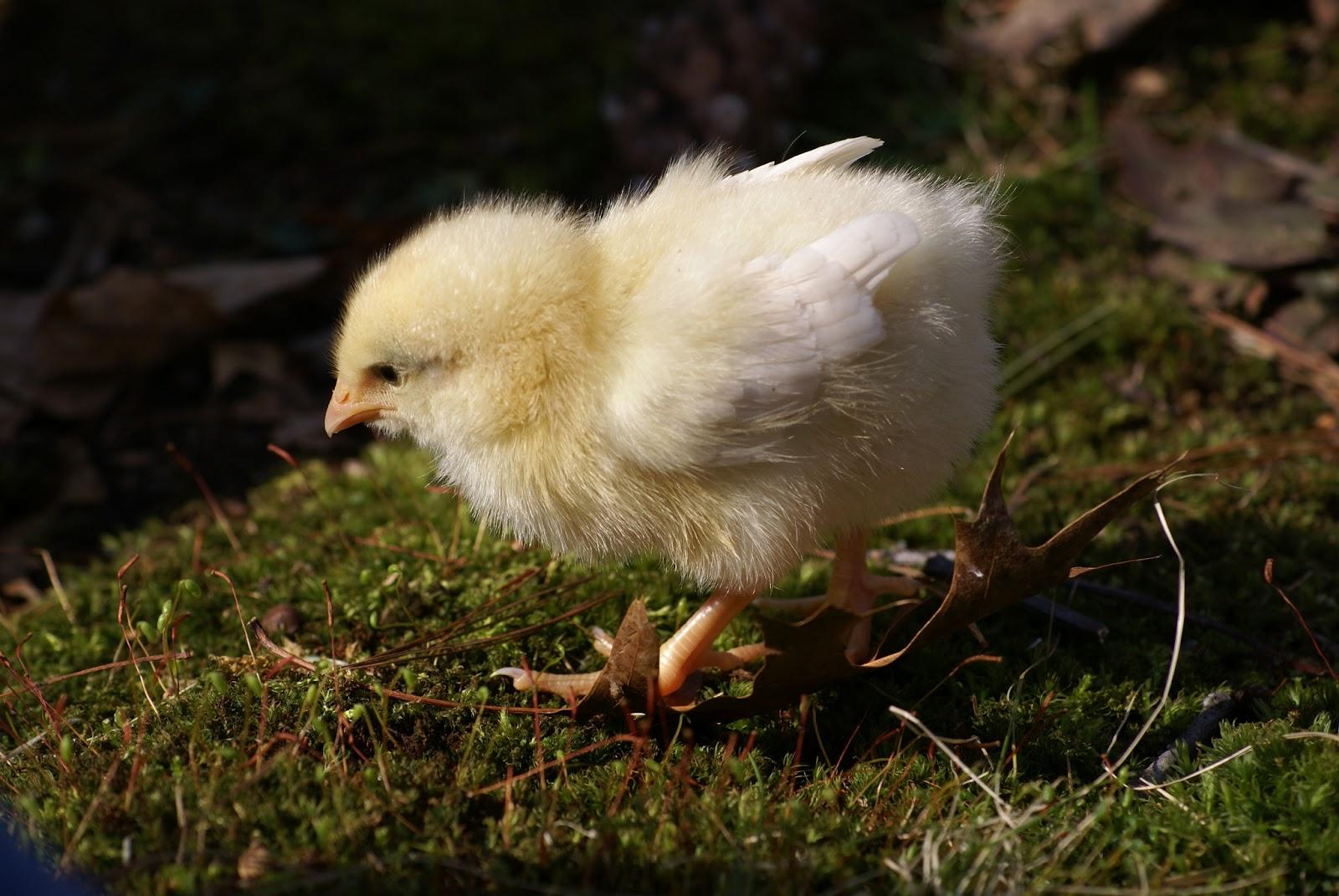 Baby Spring Chicks Wallpapers Wallpaper Cave