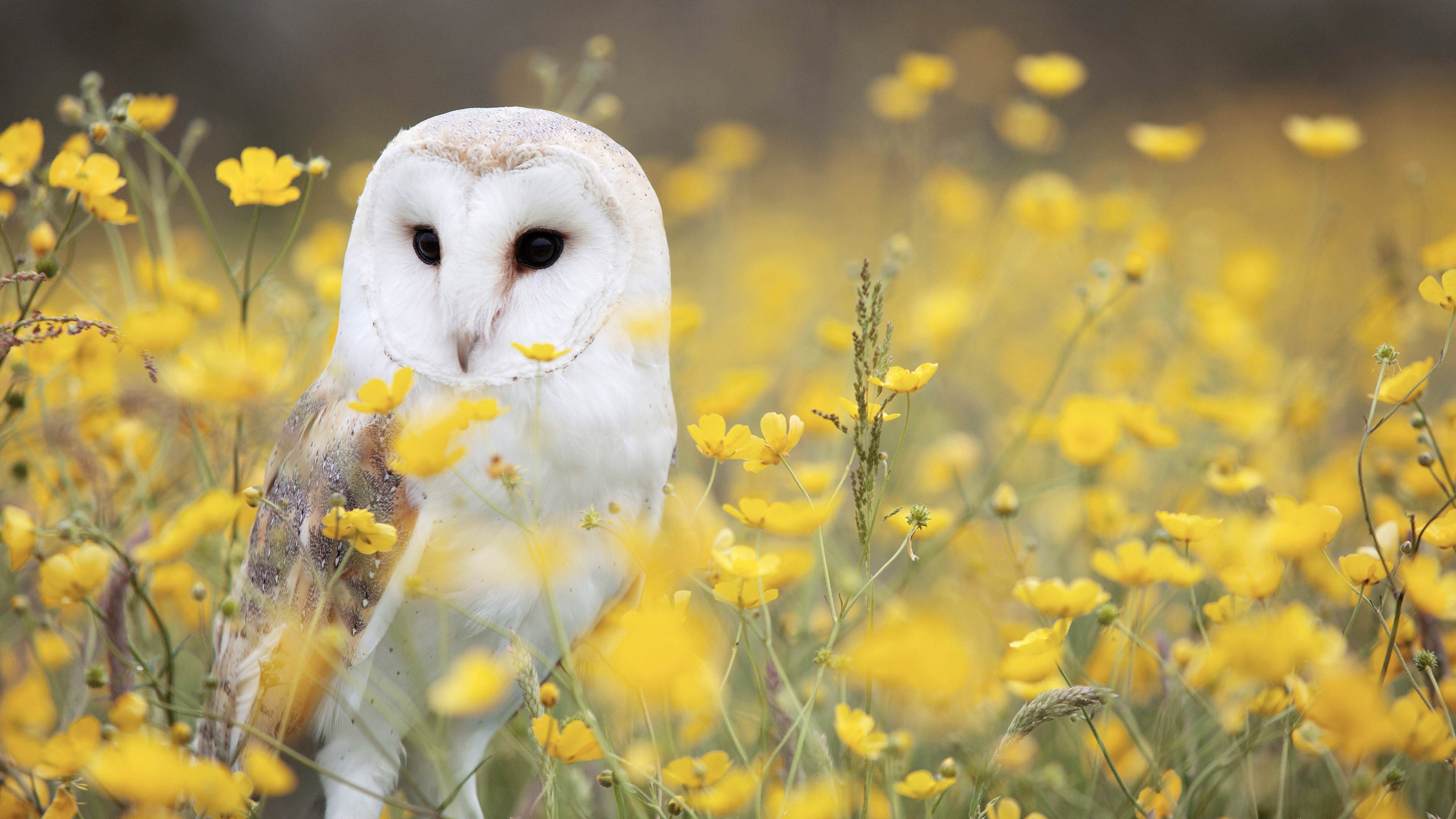 Owl Wallpaper