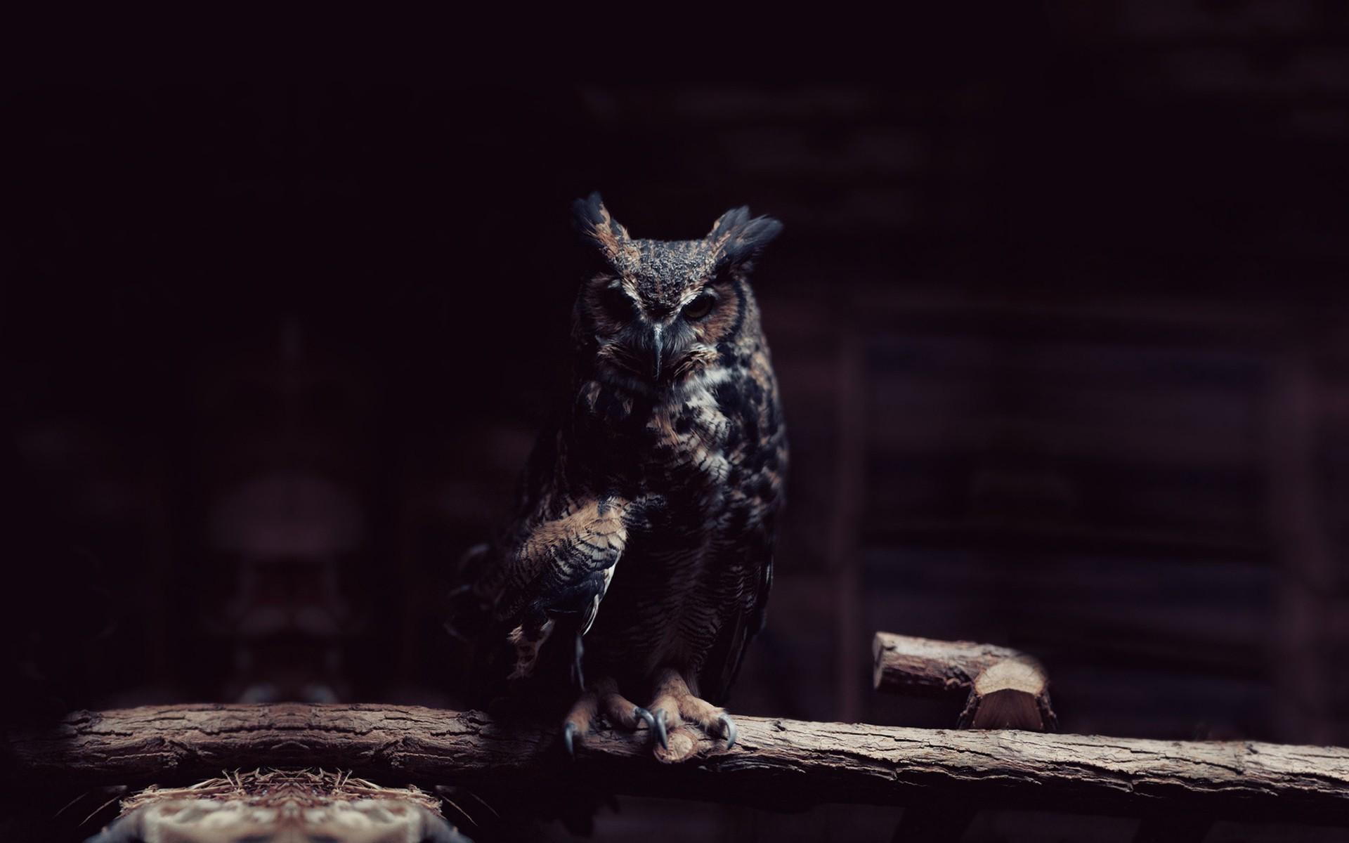 Owl Background HD. Owl Wallpaper