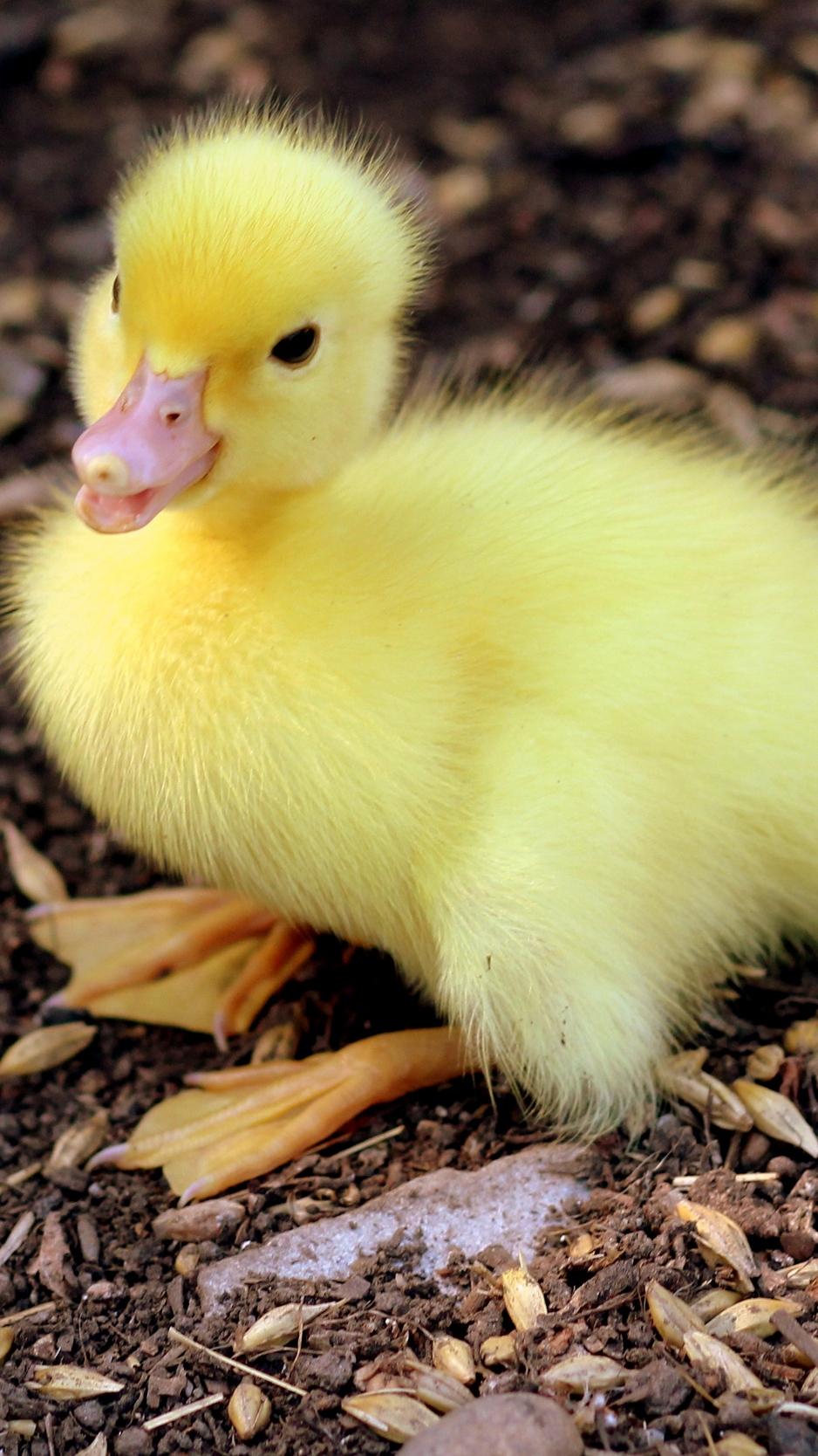 Wallpaper Duckling, Chick, Baby Duck Wallpaper iPhone