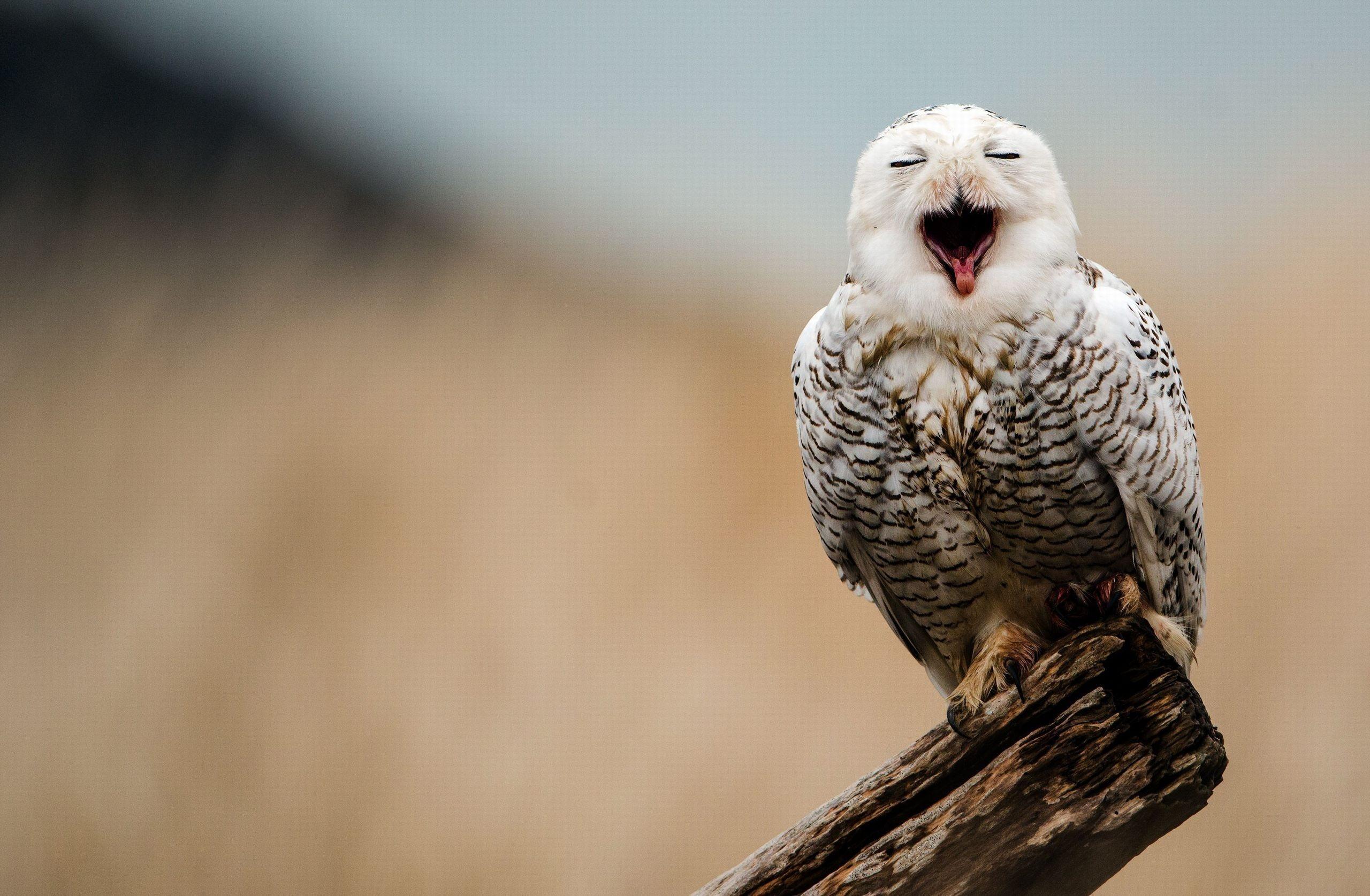 Owl Wallpaper for Computer