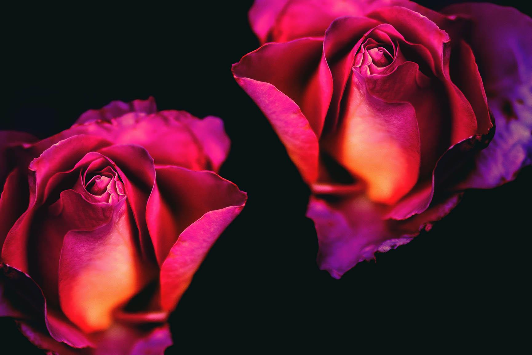 Romantic Roses iPhone X Wallpaper