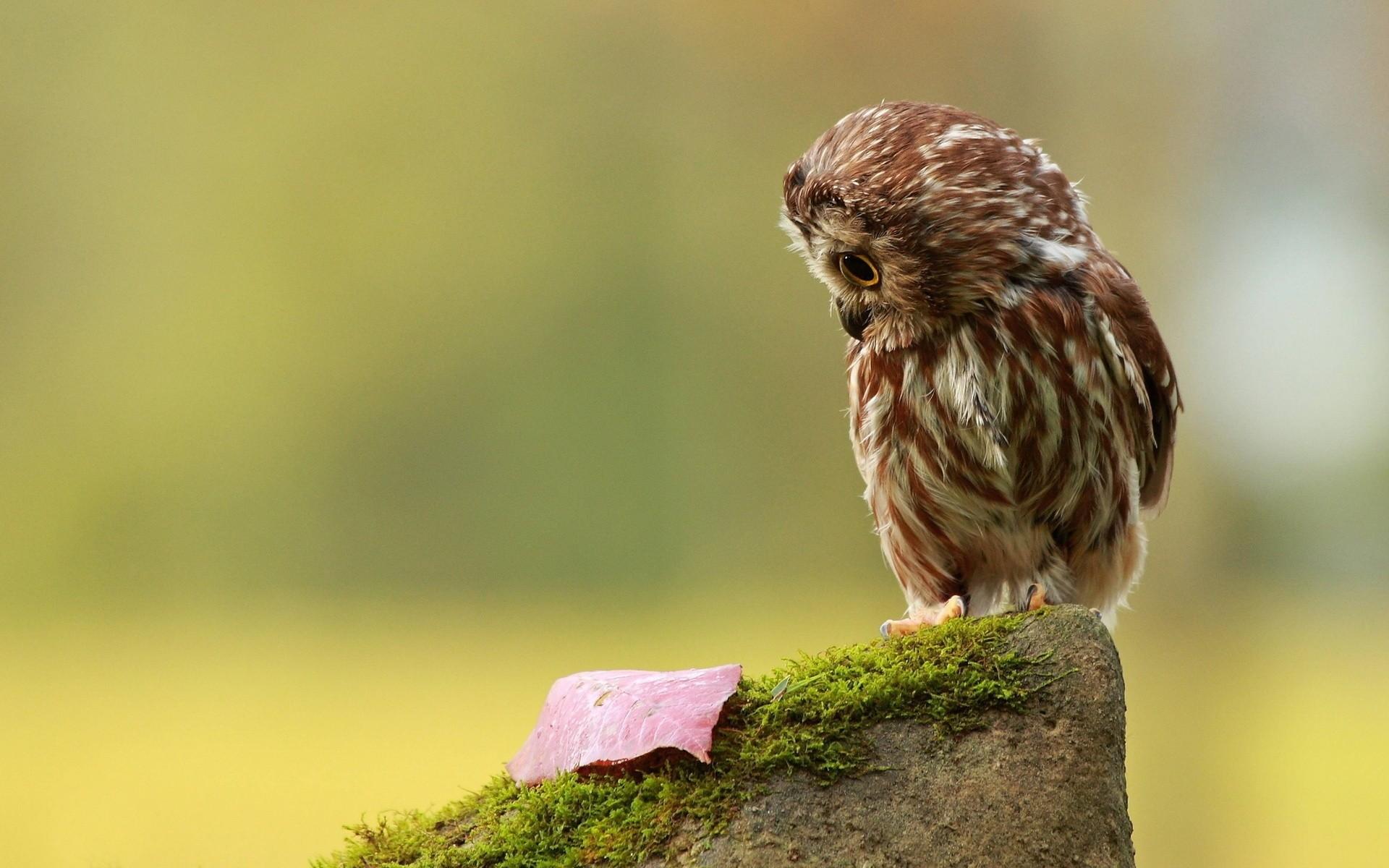 Cute Owl Wallpaper